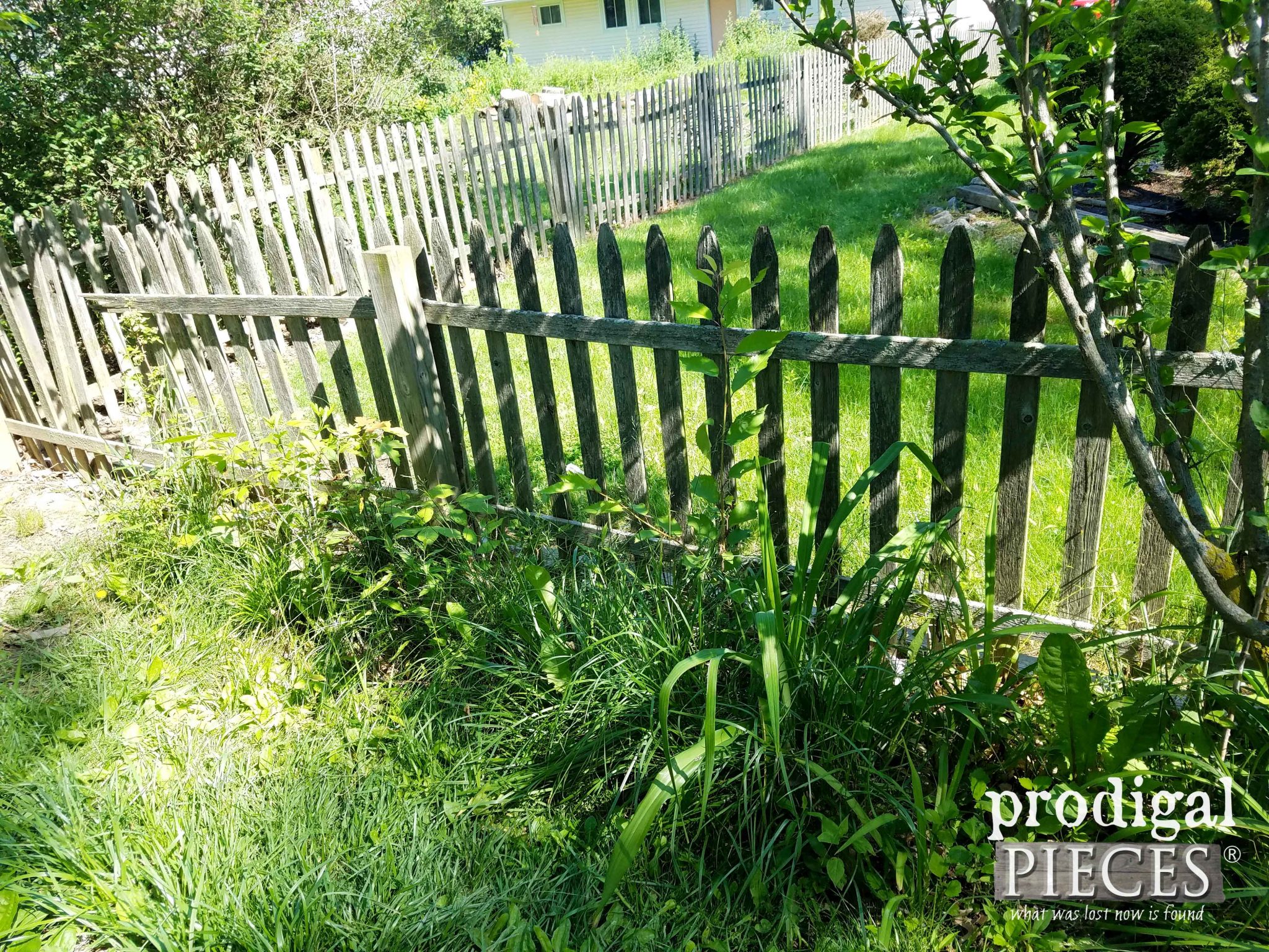 Backyard Fence Overgrowth | prodigalpieces.com