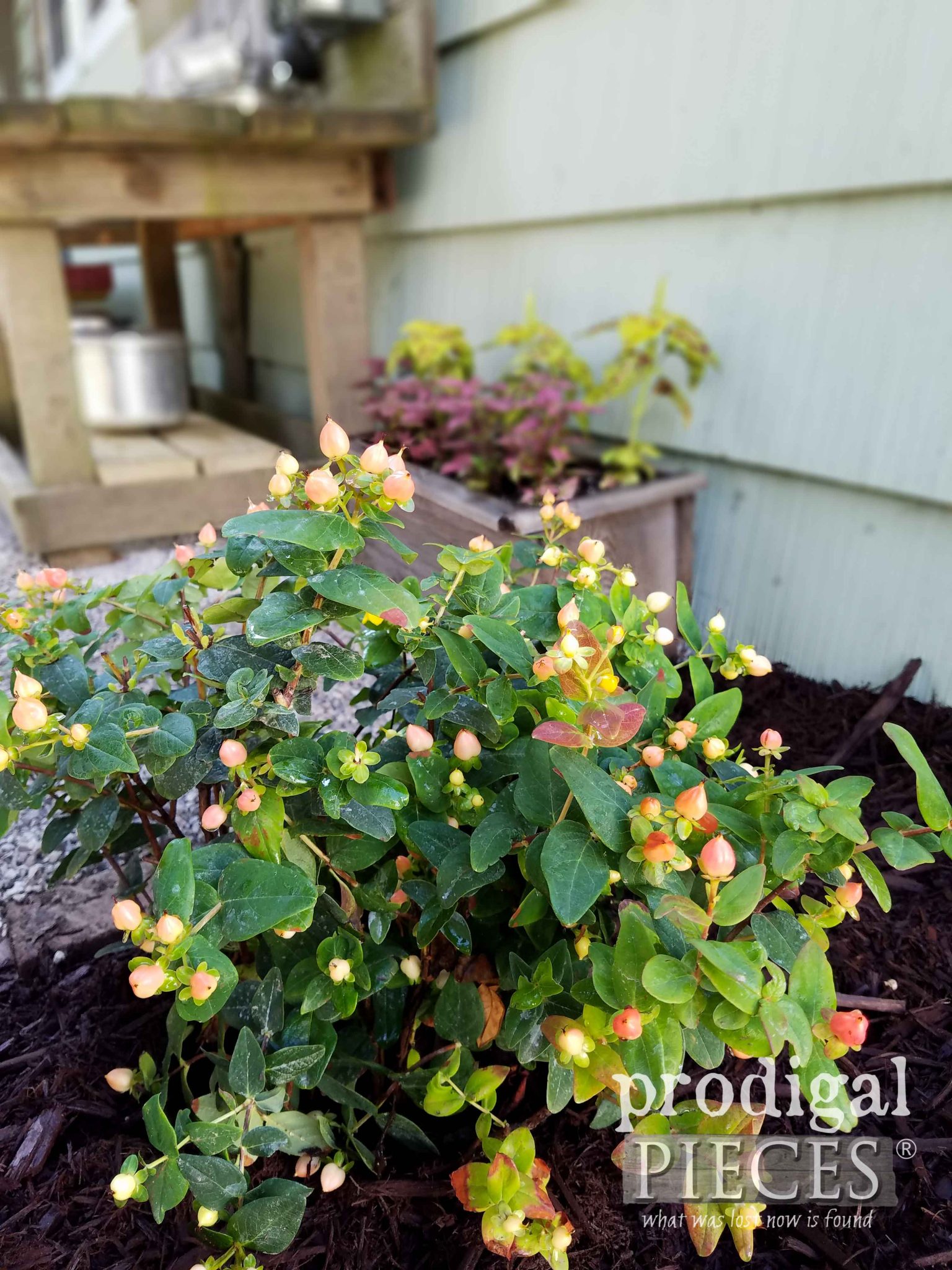 Gorgeous Pumpkin Hypericum Bush with Yellow Flower in Spring and Pumpkin-colored berries in autumn by Prodigal Pieces | prodigalpieces.com
