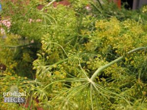 Fresh Garden Dill for Homemade Fermented Dill Pickles by Prodigal Pieces | prodigalpieces.com