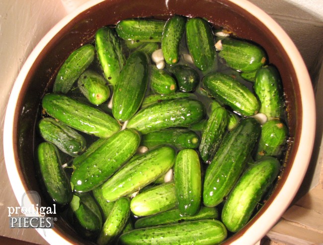 How to Make Fermented Crock Dill Pickles by Prodigal Pieces www.prodigalpieces.com #prodiglapieces