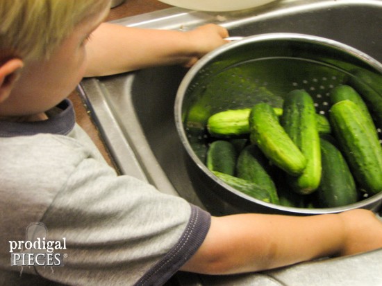 Washing Garden Pickle Cucumbers for Crock Dill Pickles with Recipe by Prodigal Pieces | prodigalpieces.com #prodigalpieces
