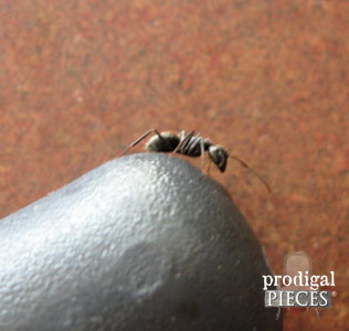 Close Up of Ant in Home | Prodigal Pieces | www.prodigalpieces.com