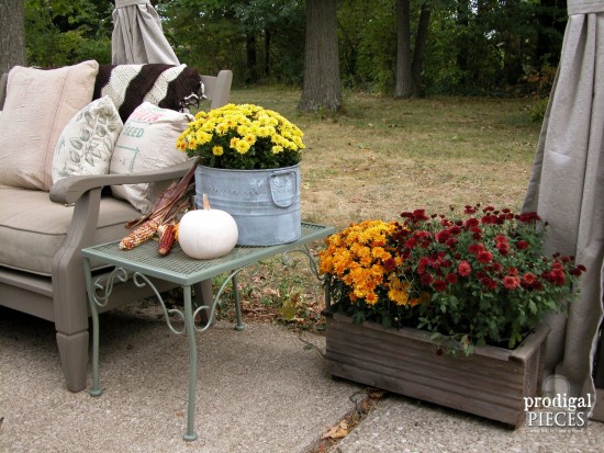 Fall Color Chrysanthemums for Patio Decor | prodigalpieces.com