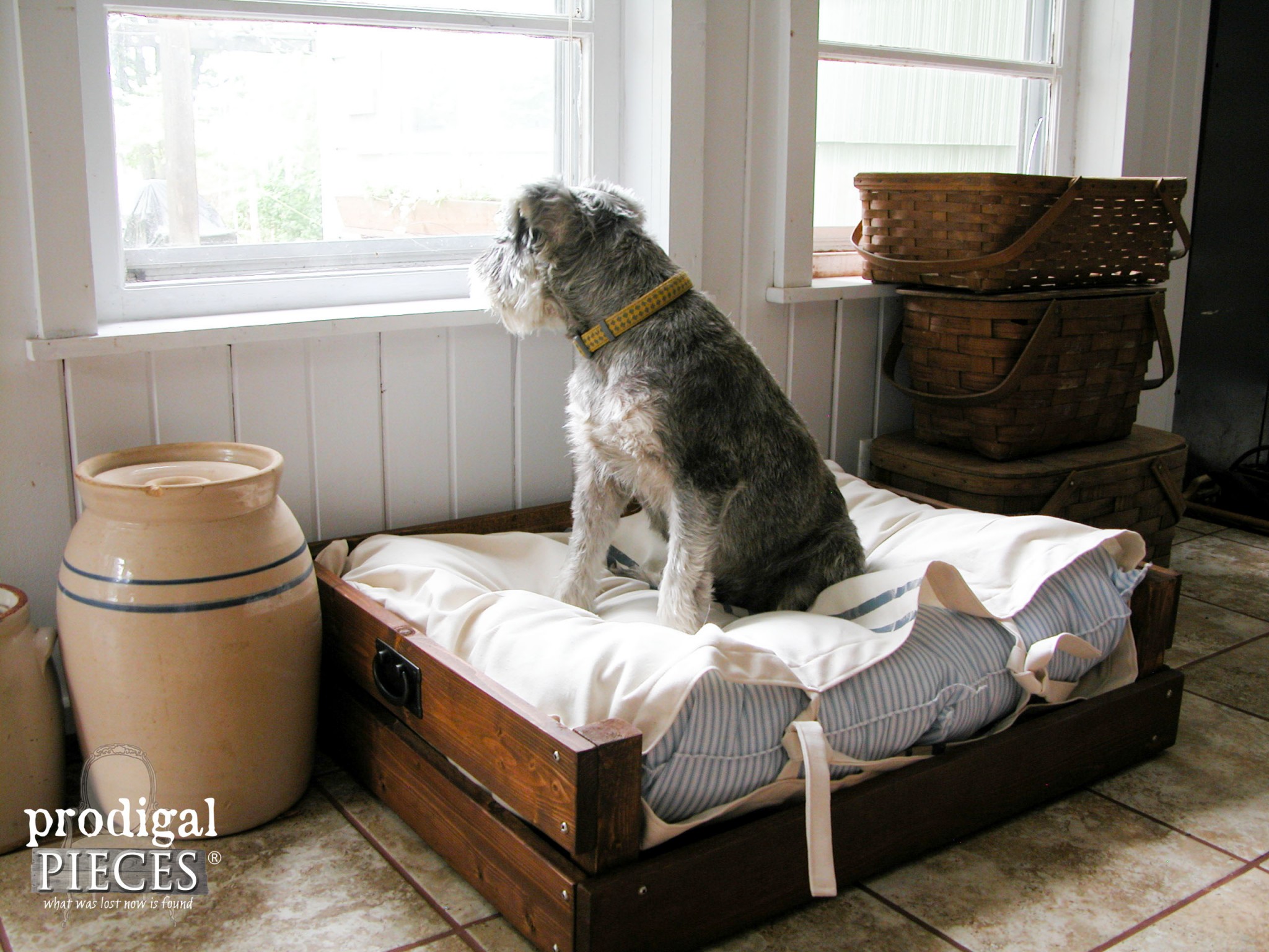 Miniature Schnauzer Sitting on DIY Pet Bed. Plans & Tutorial included by Prodigal Pieces | www.prodigalpieces.com
