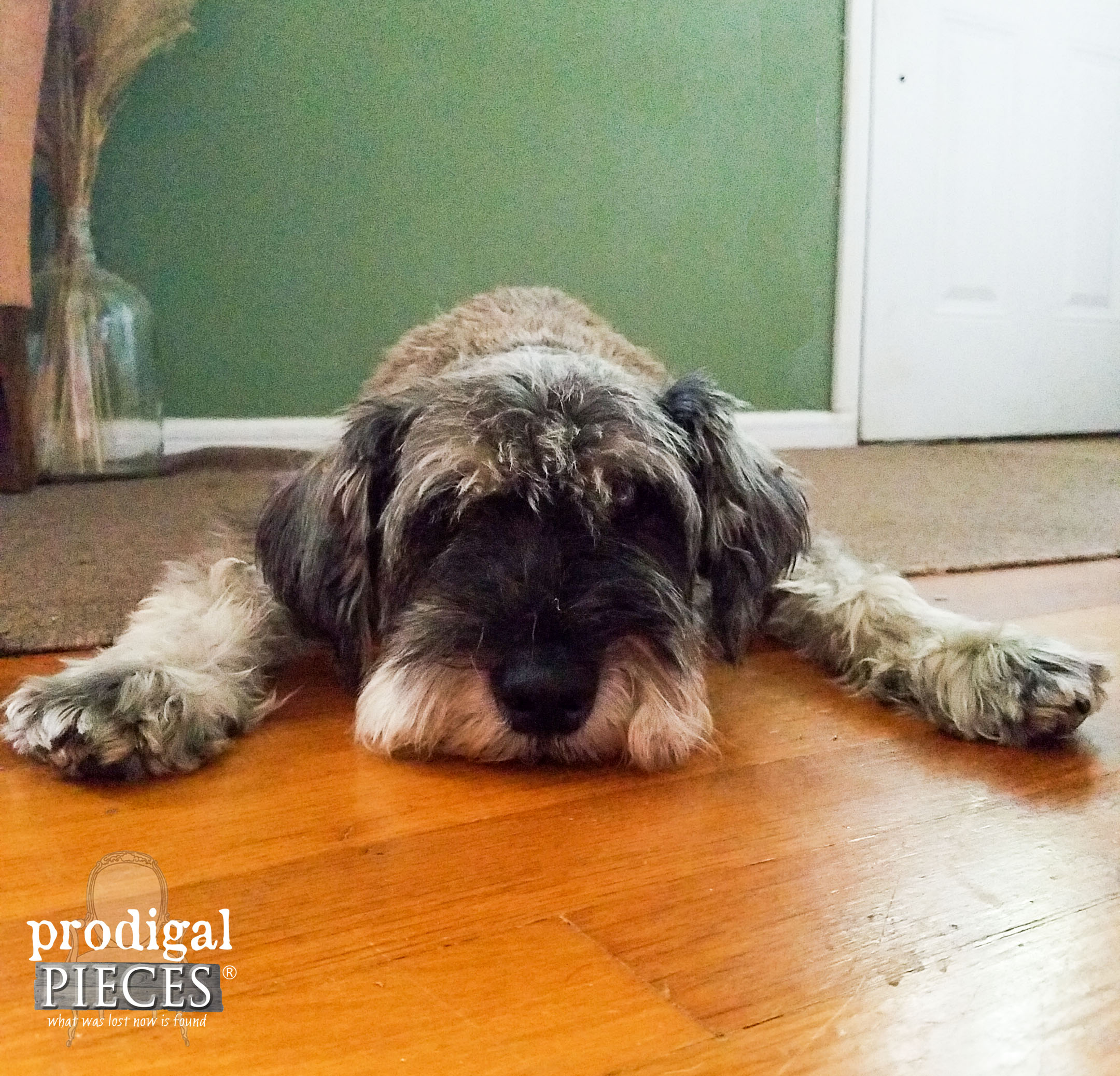 Miniture Schnauzer Dog Laying on Floor | Prodigal Pieces | www.prodigalpieces.com