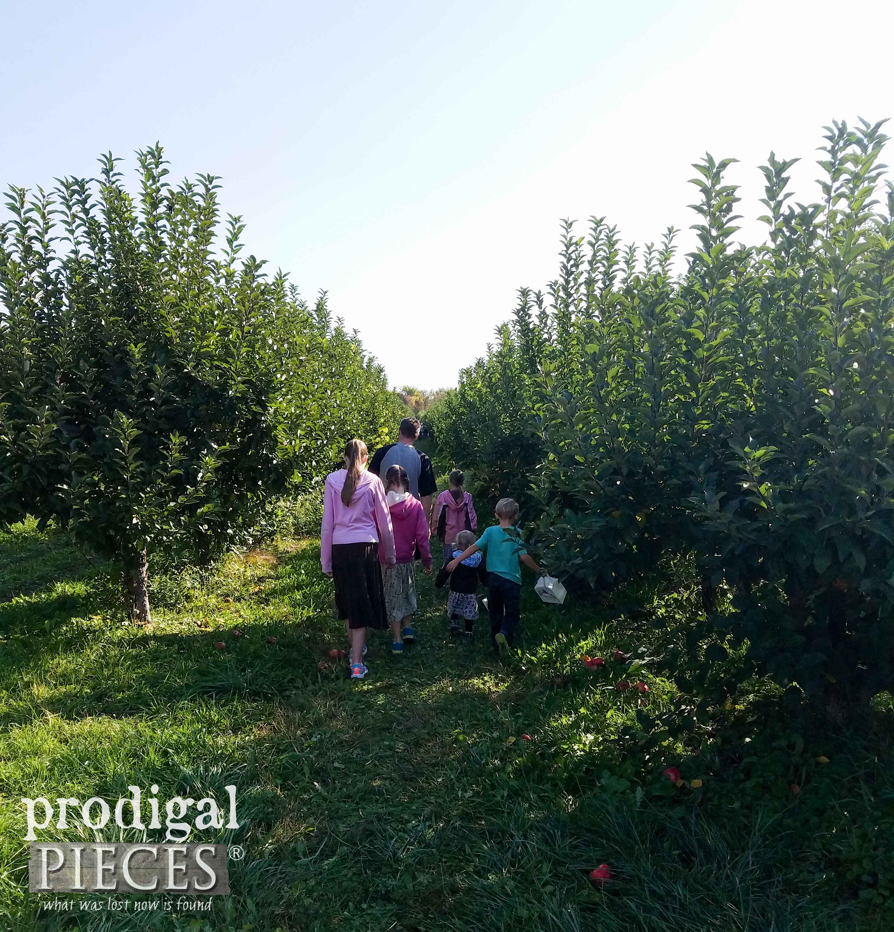 Family Picking Apples in Orchard | Soda Crate Stand by Prodigal Pieces | prodigalpieces.com