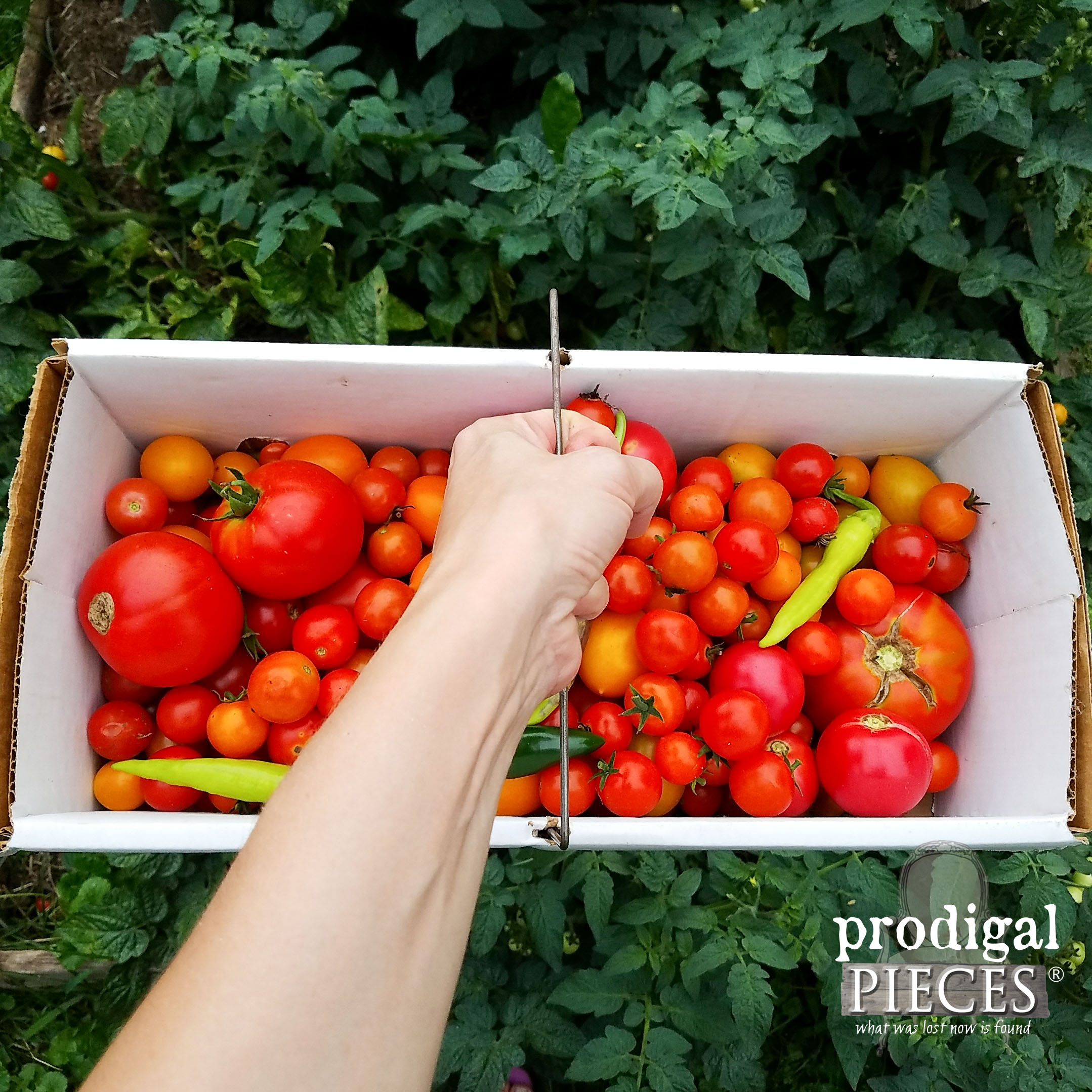 Fresh Garden Tomatoes for Fermented Salsa by Prodigal Pieces | prodigalpieces.com