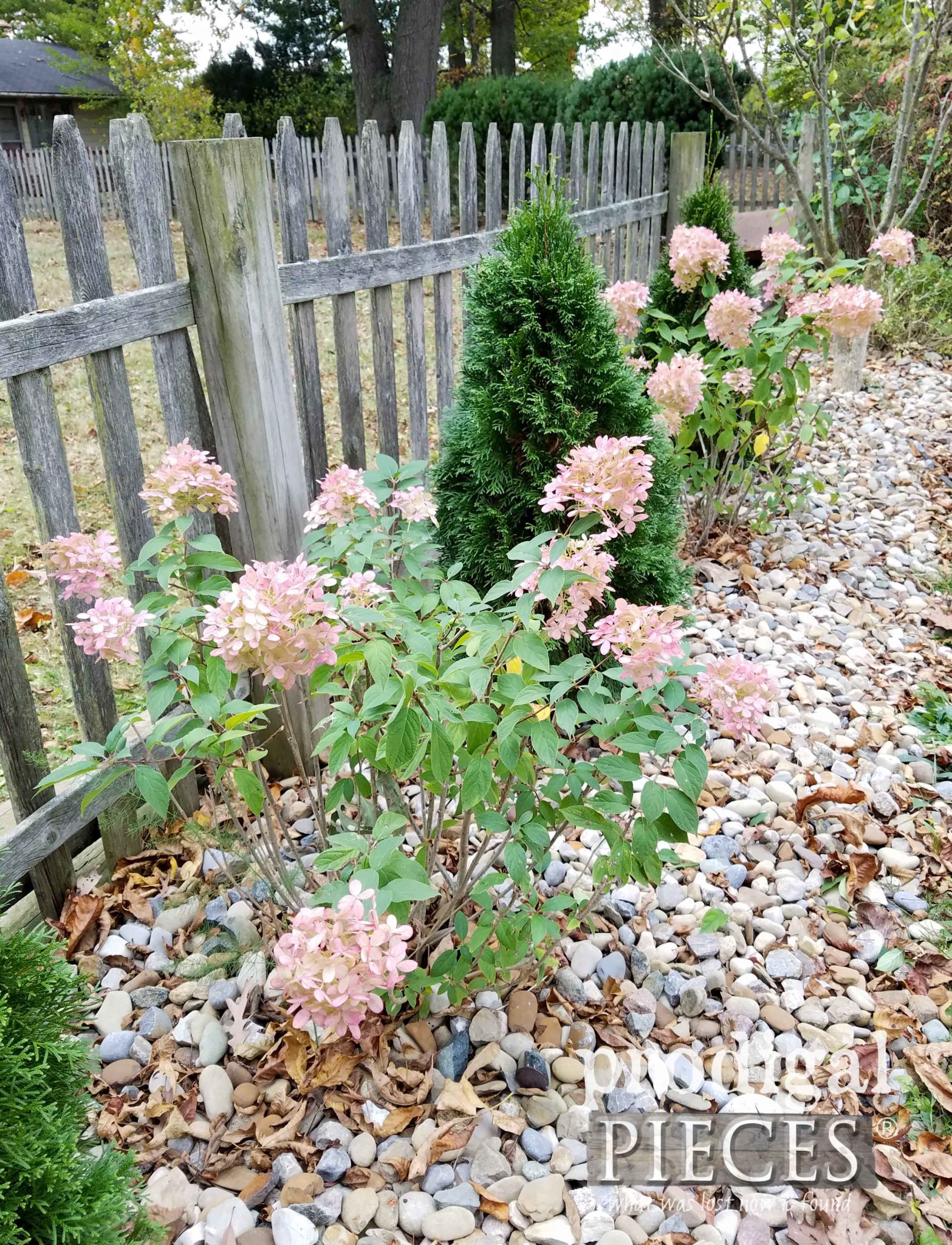 Hydrangea Bushes with Fall Blooms | prodigalpieces.com