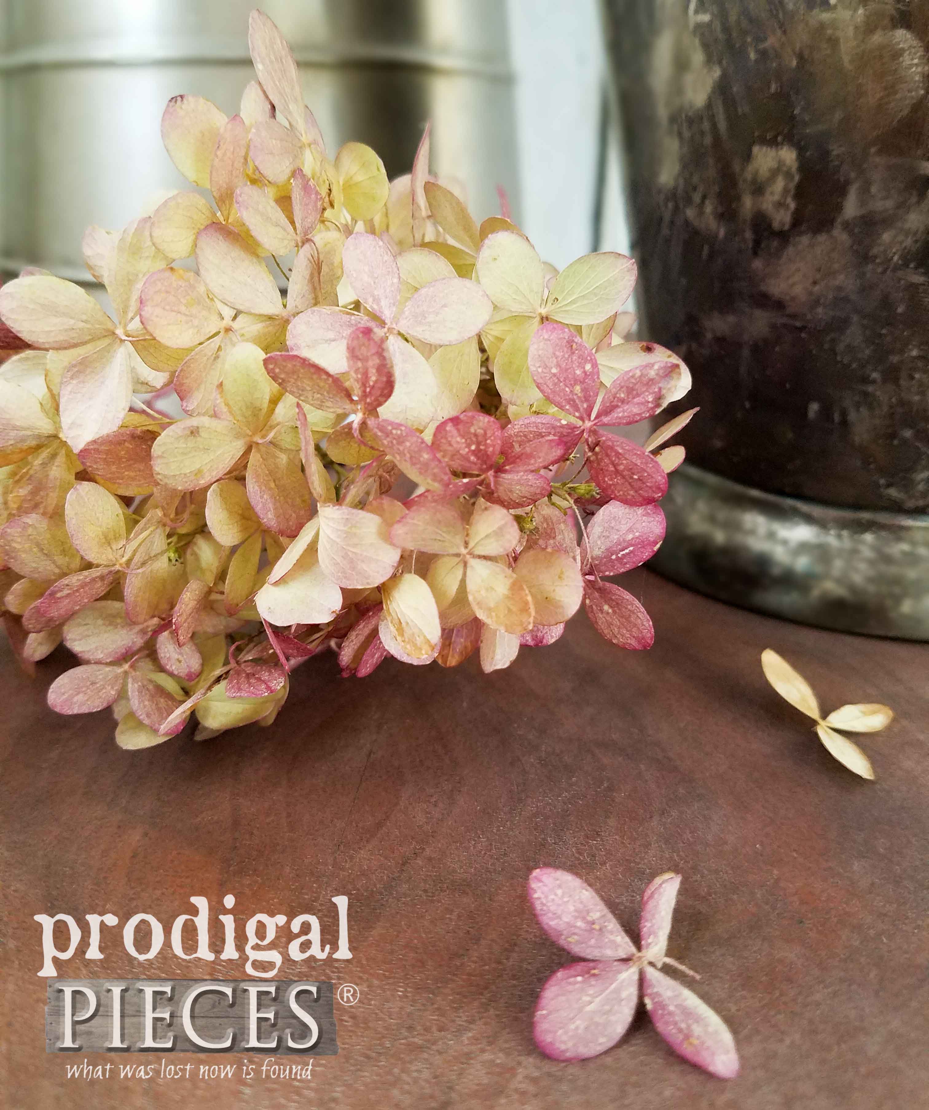 Dried Limelight Hydrangea display by Prodigal Pieces | prodigalpieces.com