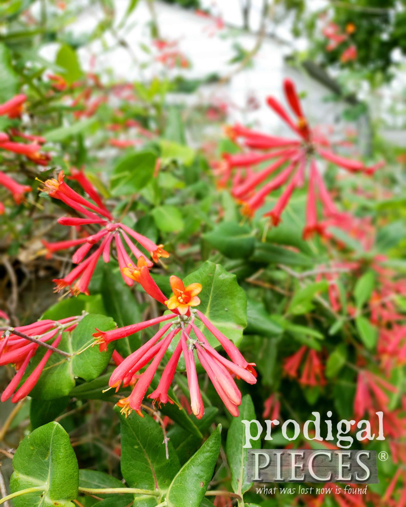 Red Honeysuckle Vine on White Picket Fence by Larissa of Prodigal Pieces | prodigalpieces.com