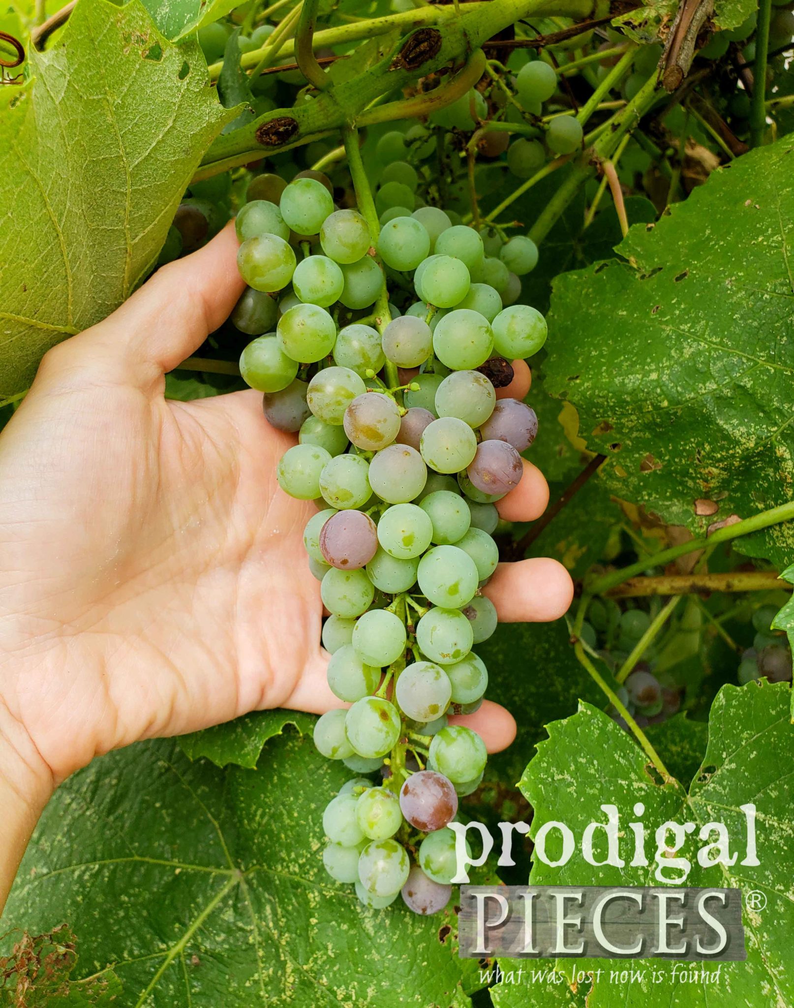 Homegrown Grape Bunch in the Garden of Larissa of Prodigal Pieces | prodigalpieces.com