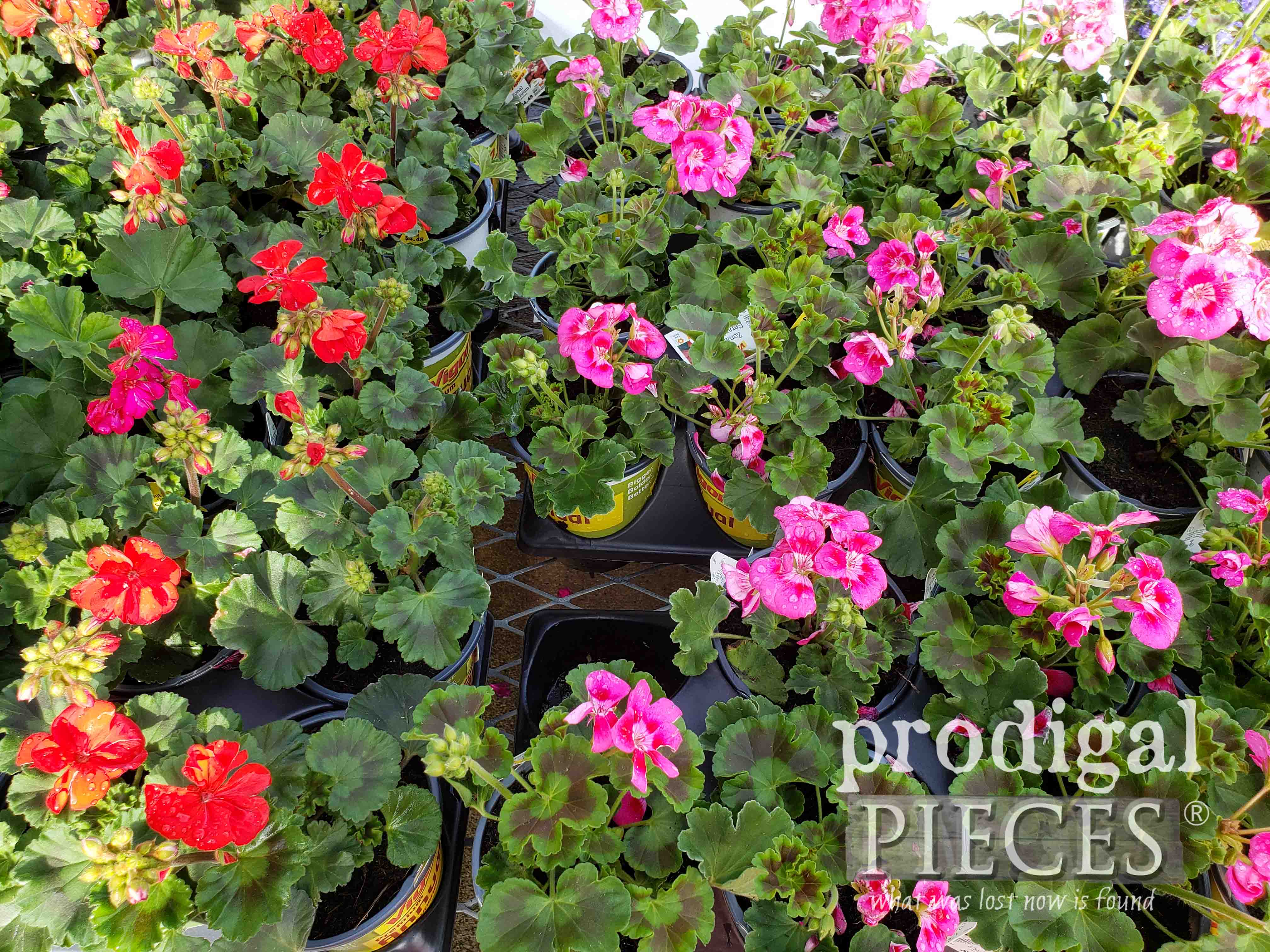 Pink and Red Geraniums for the DIY Mothers Day Flower Basket Video Tutorial | prodigalpieces.com #prodigalpieces #flowers #spring #mothersday #giftideas