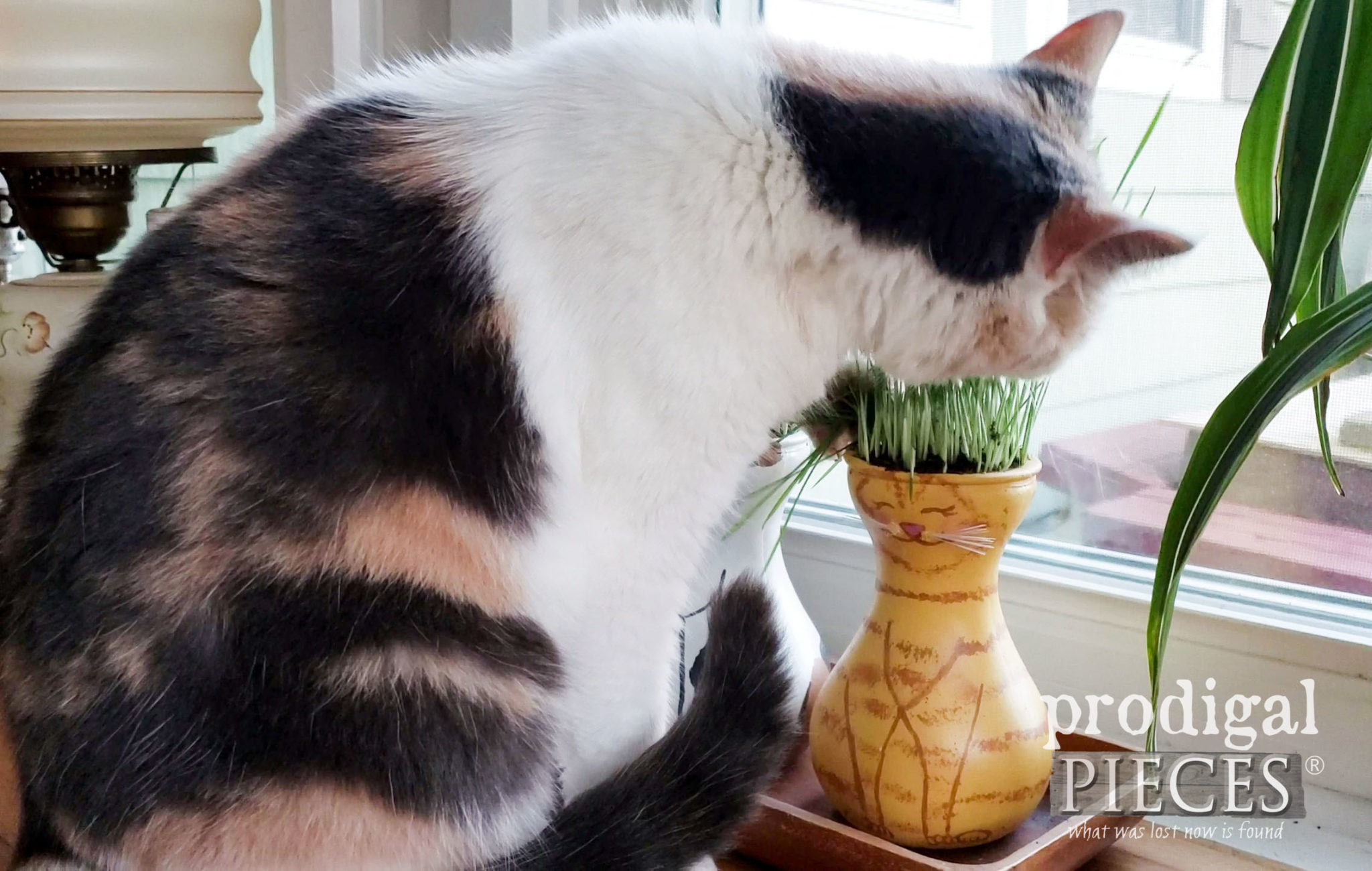 Calico Cat Eating Cat Grass | DIY tutorial at prodigalpieces.com #prodigalpieces #cats #pets #health #diy #home #homedecor