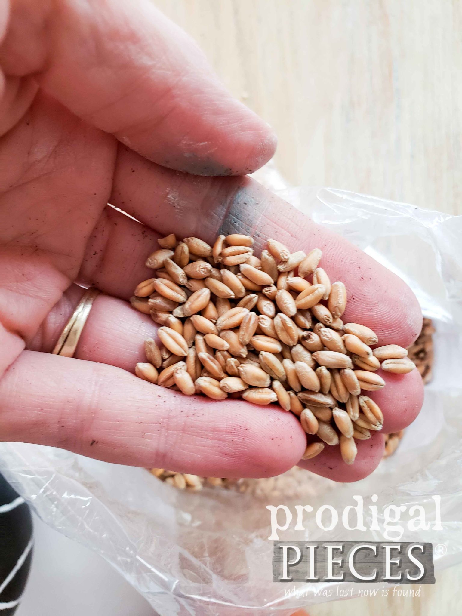 Wheatgrass Seed for Cat Grass Planter by Prodigal Pieces | prodigalpieces.com