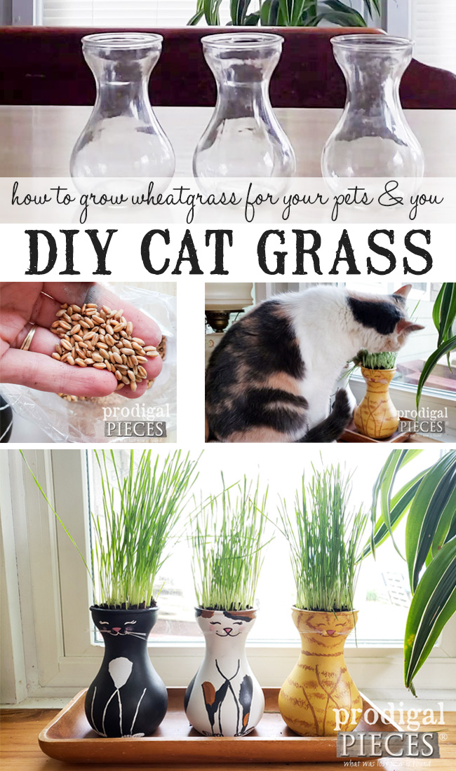 How to Grow Cat Grass (aka. Wheat Grass) for your Cats, Dogs, and YOU. Video tutorial by Larissa of Prodigal Pieces | prodigalpieces.com #prodigalpieces #diy #pets #cats #dogs #food #health #home #homedecor