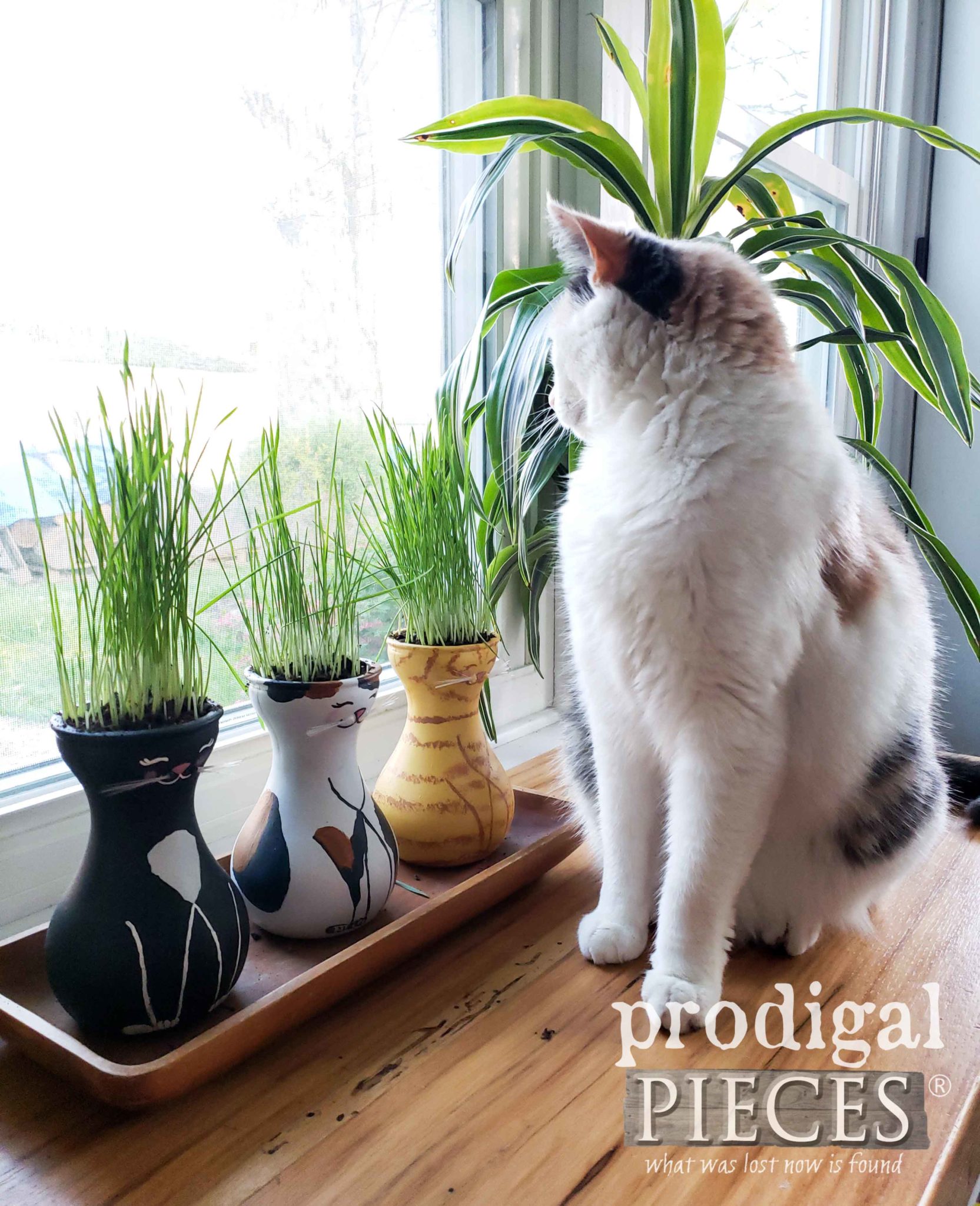 Peeking Lily the Calico Cat with Cat Grass Vases by Prodigal Pieces | prodigalpieces.com #prodigalpieces #diy #home #homedecor #cats #pets #food