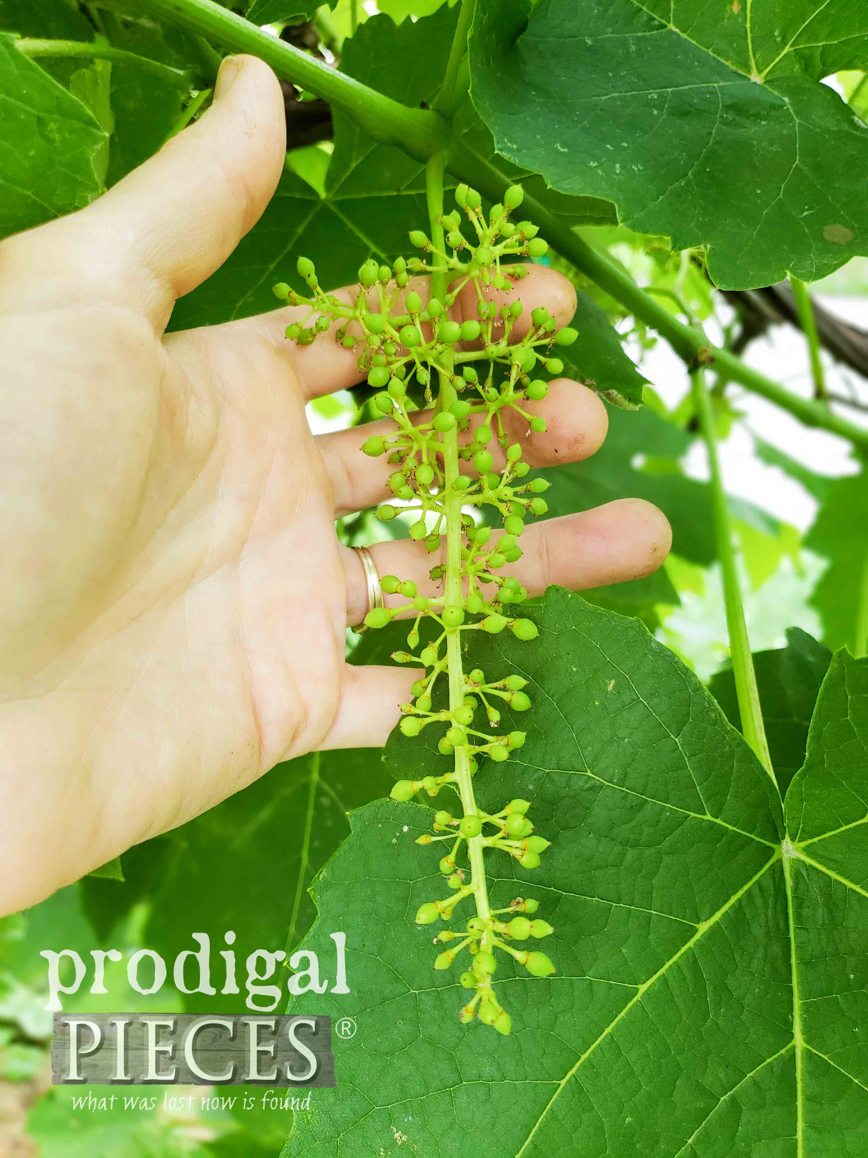 New Grapes Coming on in the Summer | prodigalpieces.com #prodigalpieces #garden
