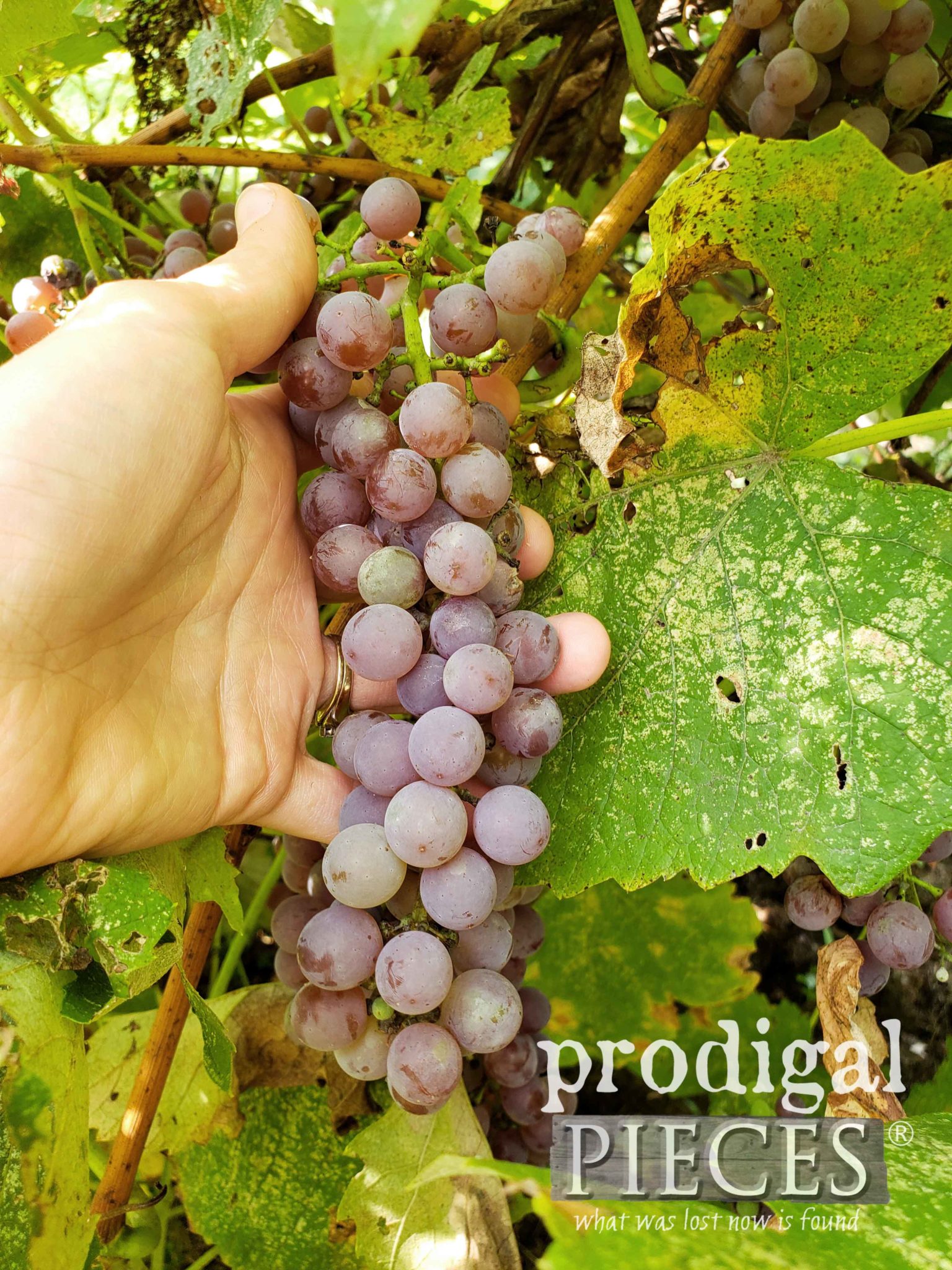 Ripened Homegrown Grapes by Prodigal Pieces | prodigalpieces.com