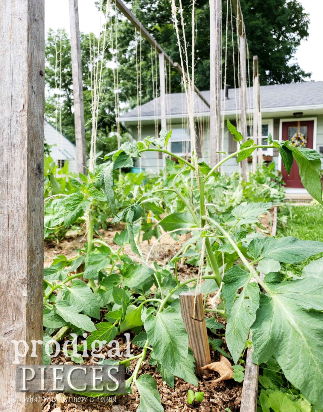 DIY Arched Garden Trellis ~ Grow UP - Prodigal Pieces
