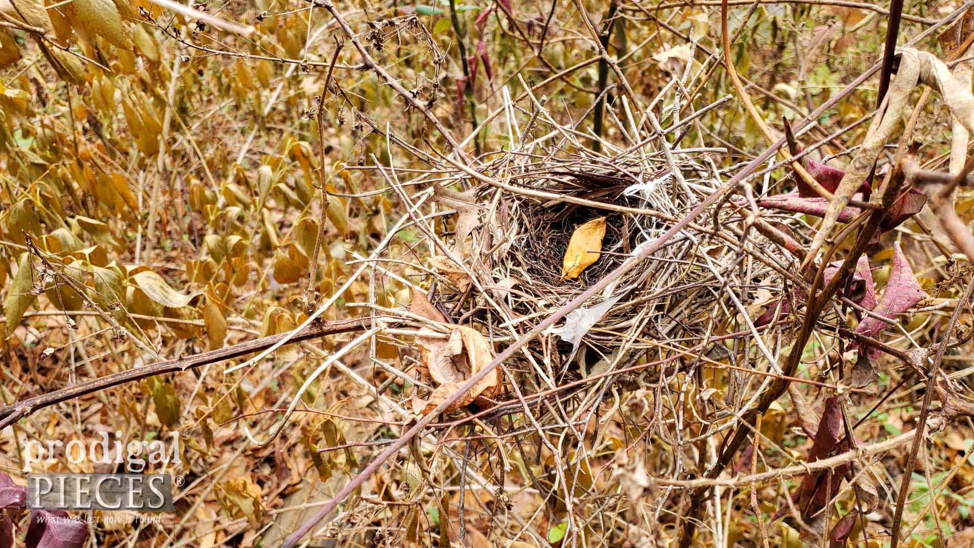 Leave birds' nests be in the wild. | prodigalpieces.com