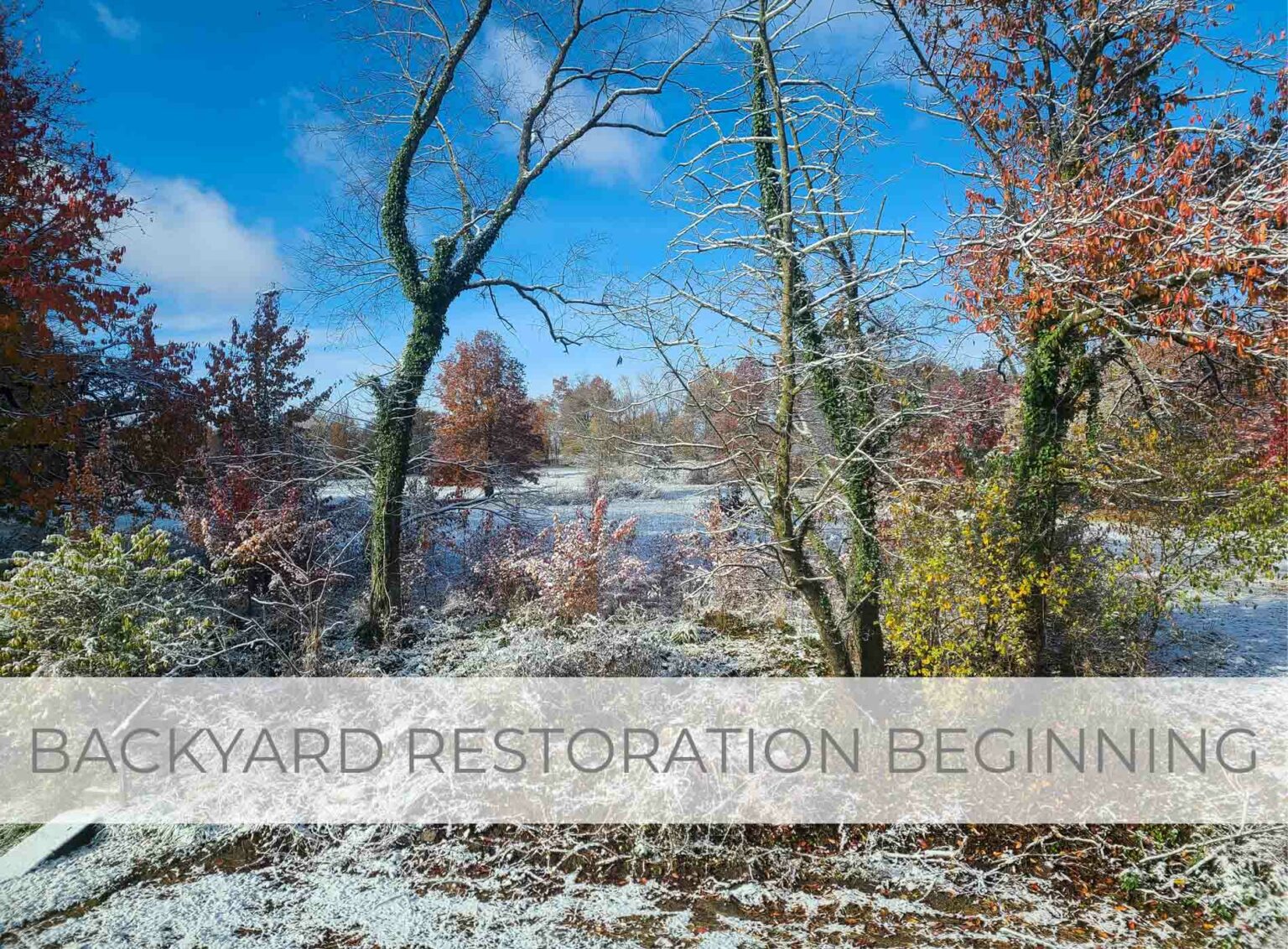Showcase of Backyard Restoration Beginning by Livin' Real with Larissa | livinrealwithlarissa.com #livinrealwithlarissa