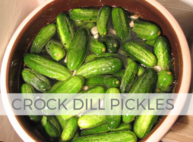 Homemade Fermented Crock Dill Pickles Recipe by Larissa of Prodigal Pieces | prodigalpieces.com