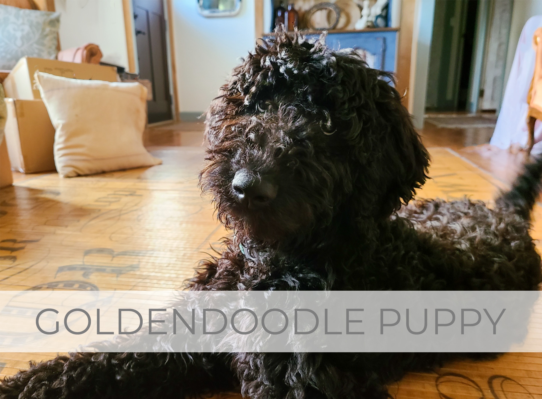 Showcase of Goldendoodle Puppy Blessing by Larissa of Prodigal Pieces | prodigalpieces.com #prodigalpieces