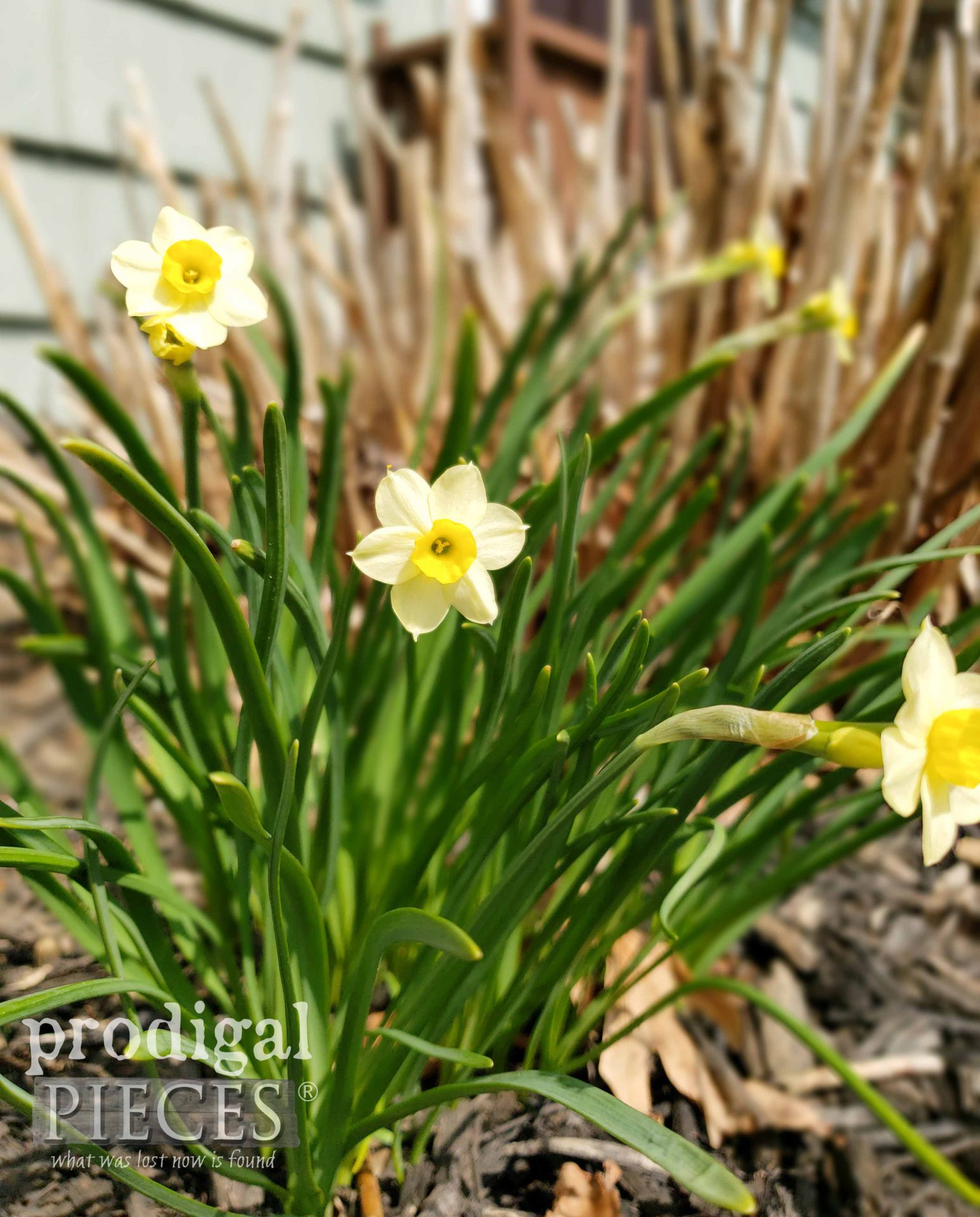 Beautiful Spring Jonquils | prodigalpieces.com #prodigalpieces