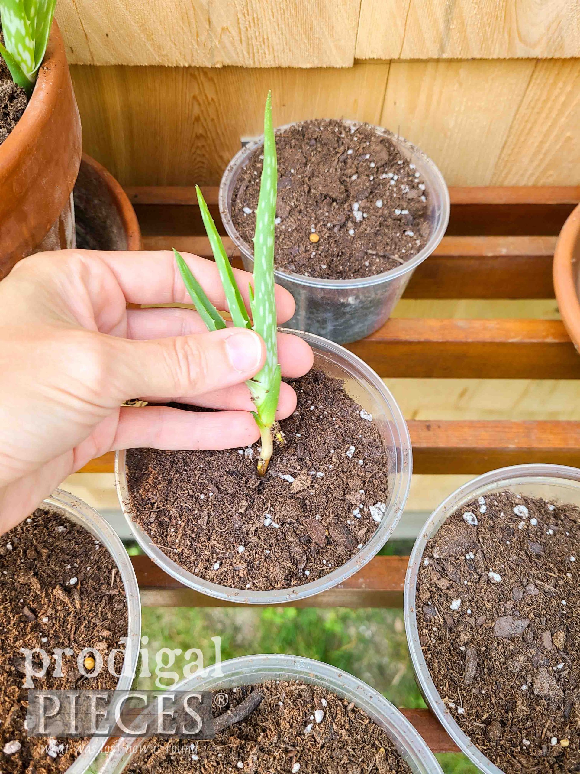 Planting Aloe Start to Share with Neighbors on DIY Folding Potting Bench by Prodigal Pieces | prodigalpieces.com #prodigalpieces #diy #home #gardening #homesteading