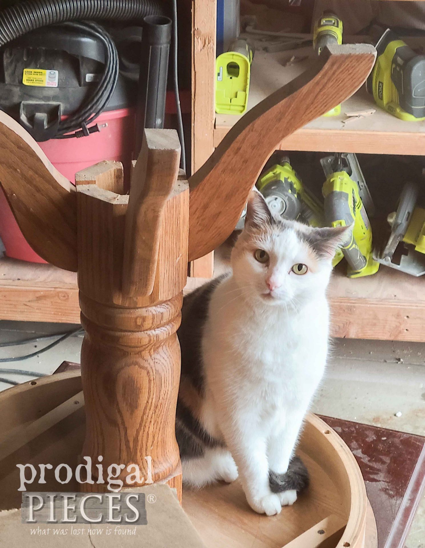 Lily the Calico Cat on Table | prodigalpieces.com