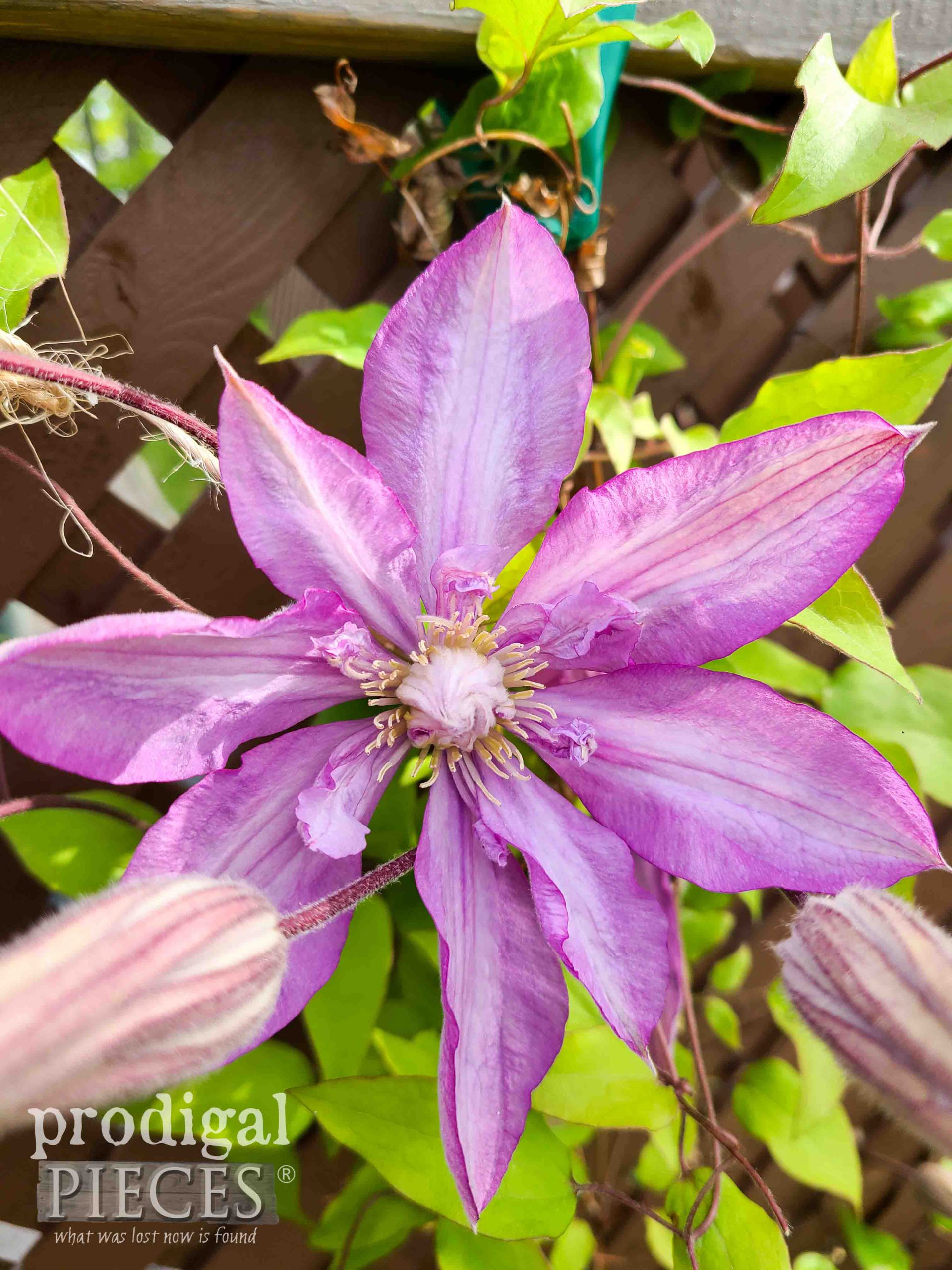 Purple Clematis Flower Blooming | prodigalpieces.com