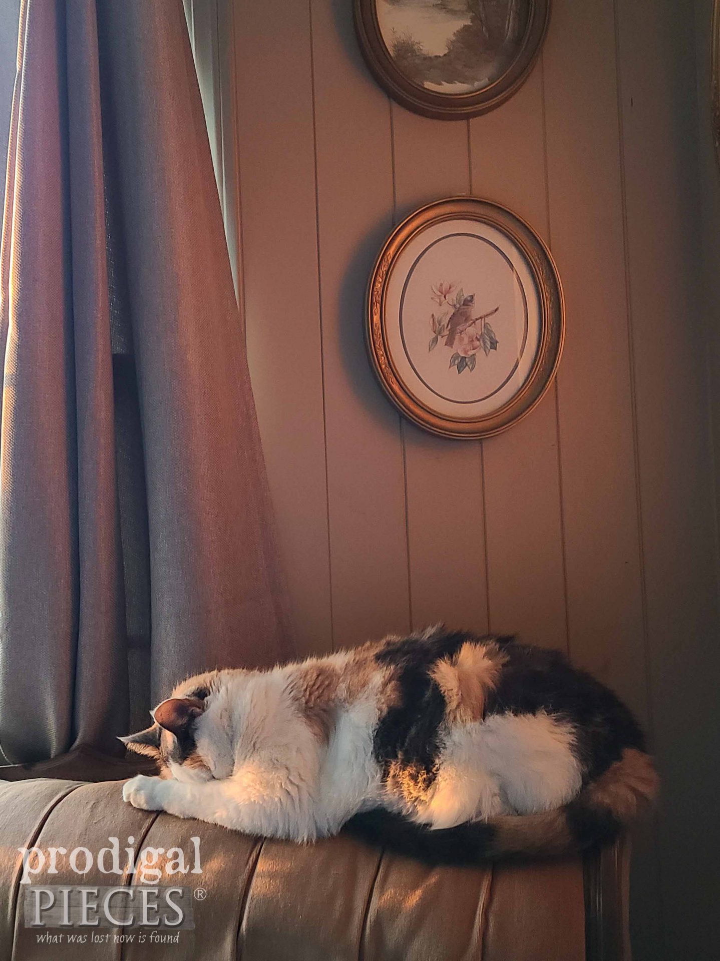 Calico Cat Napping in Larissa of Prodigal Pieces' house | prodigalpieces.com #prodigalpieces #calico #cat