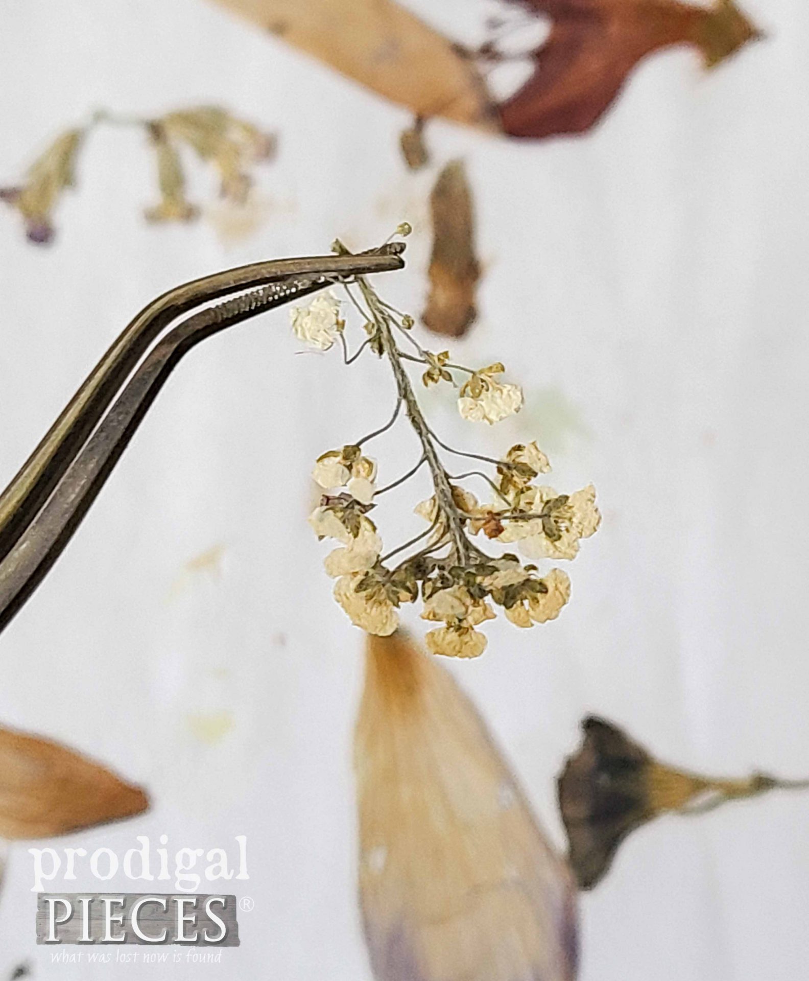 Dried Alyssum Flowers for DIY Resin Necklace Pendant | prodigalpieces.com
