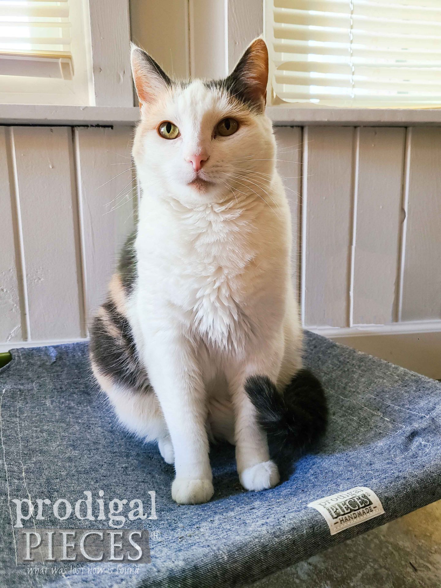 Pretty White Calico Kitty on DIY Cat Bed by Larissa of Prodigal Pieces | prodigalpieces.com #prodigalpieces #cat #bed #home