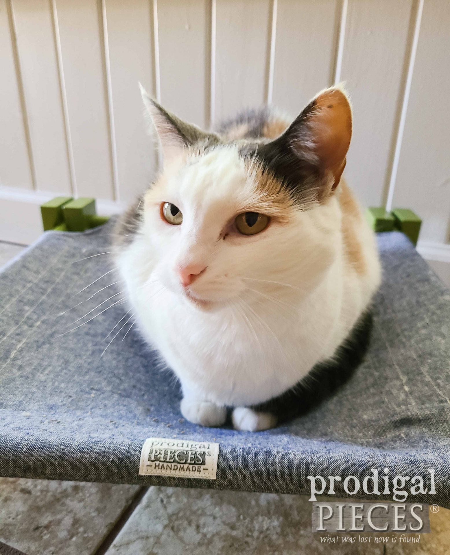 Adorable White Calico Cat on Cot by Larissa of Prodigal Pieces | prodigalpieces.com #prodigalpieces #pets #furbaby #cat #dog