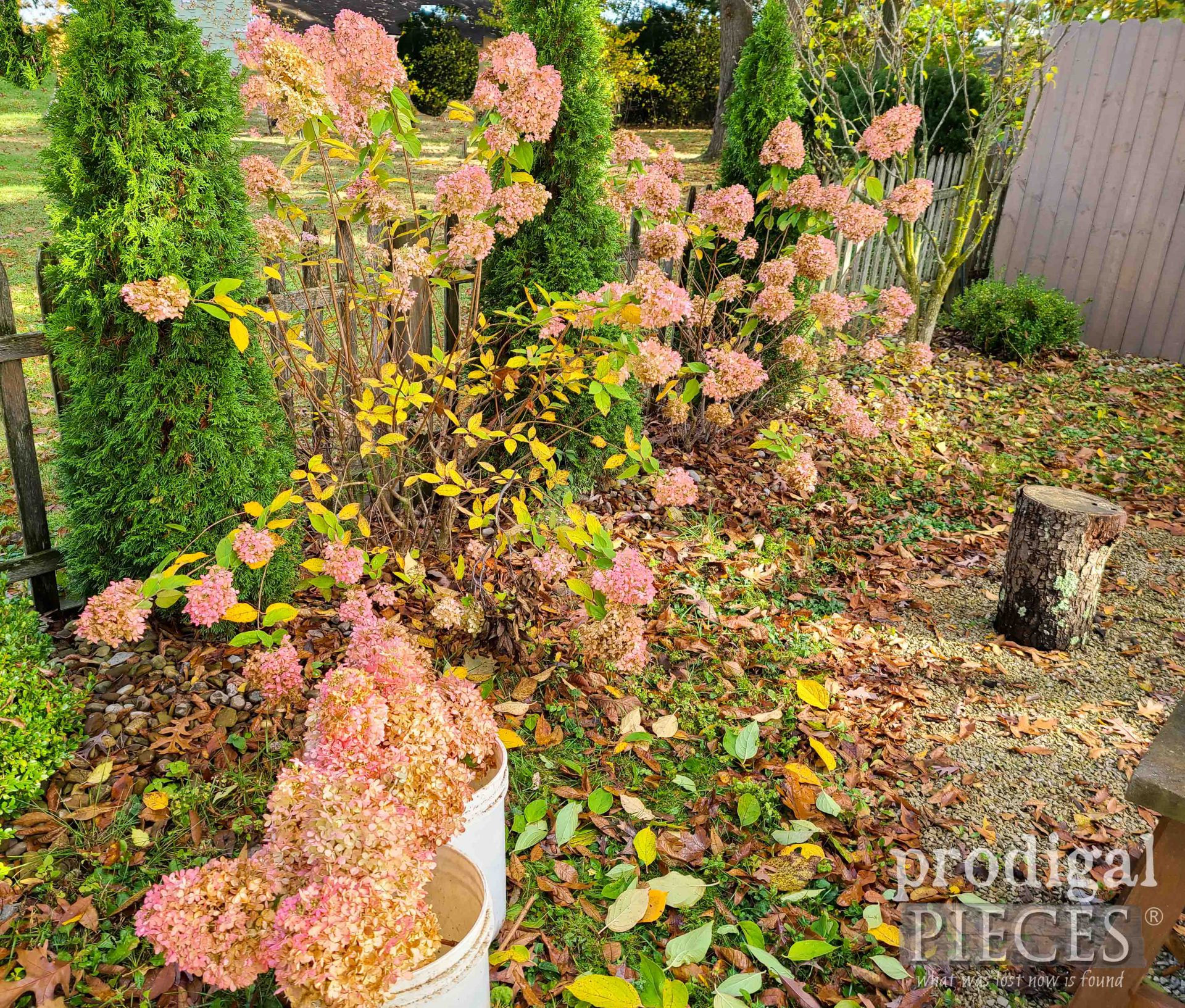 Clipping Home Garden Limelight Hydrangeas for DIY Hydrangea Wreath | prodigalpieces.com
