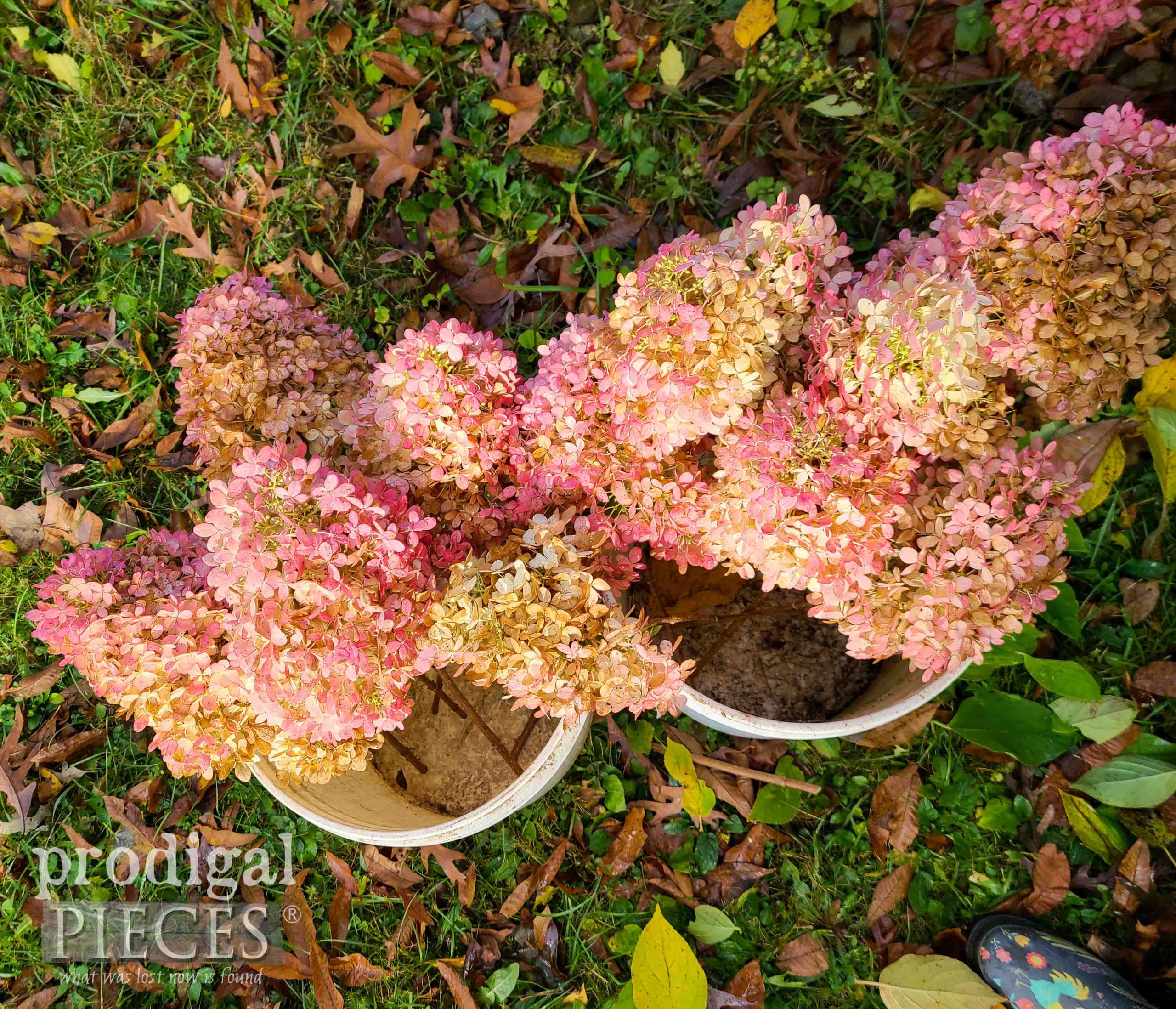 Buckets of Beautiful Limelight Hydrangeas for a DIY Wreath by Larissa of Prodigal Pieces | prodigalpieces.com #prodigalpieces