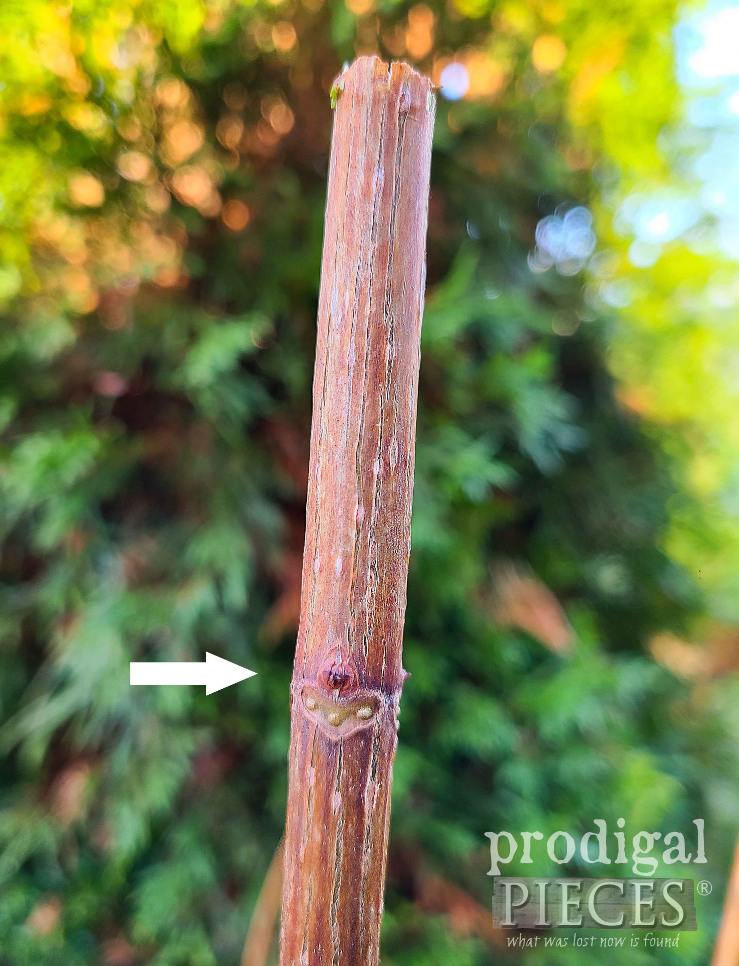 Limelight Hydrangea Leaf Node | How to Trim | prodigalpieces.com #prodigalpieces