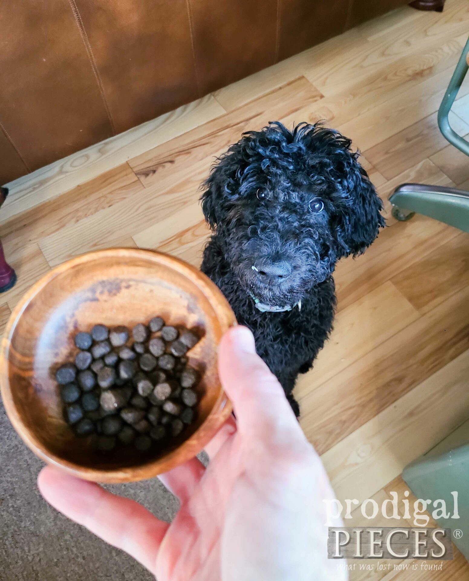 Potty Trained Black Goldendoodle Puppy with Upcycled Salad Bowl for Treats by Larissa of Prodigal Pieces | prodigalpieces.com #prodigalpieces #puppy