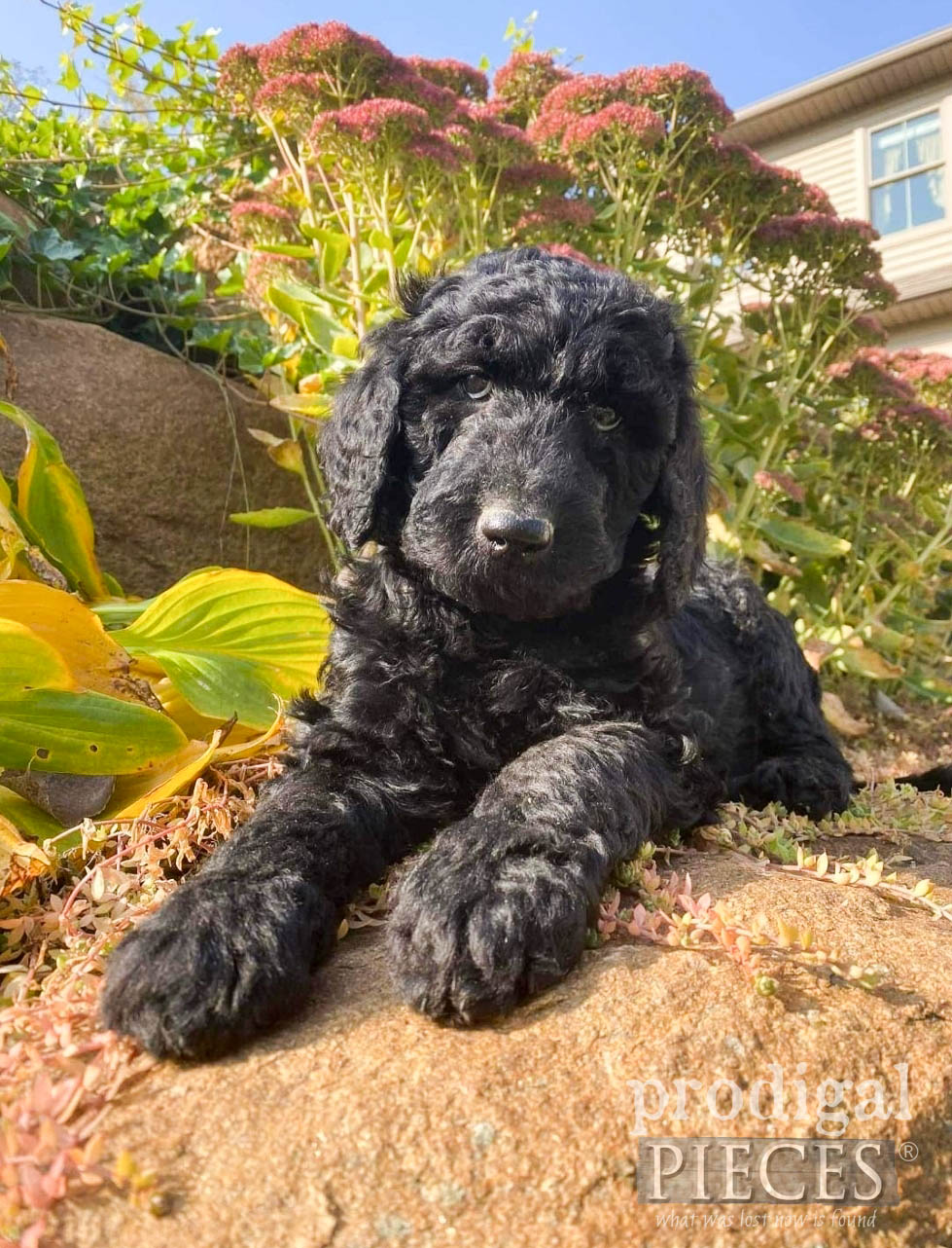 Black Goldendoodle Puppy for Adoption | Prodigal Pieces | prodigalpieces.com #prodigalpieces