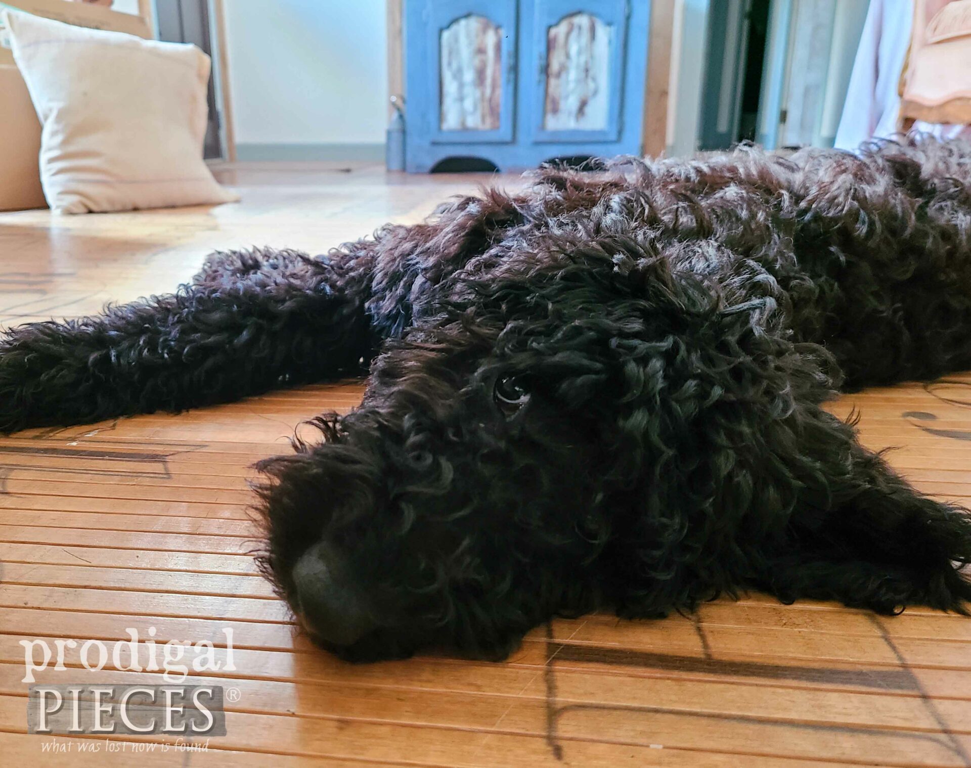 Chillaxin' Black Goldendoodle Puppy in New Home of Larissa of Prodigal Pieces | prodigalpieces.com #prodigalpieces #puppy #doods #doodle #dog