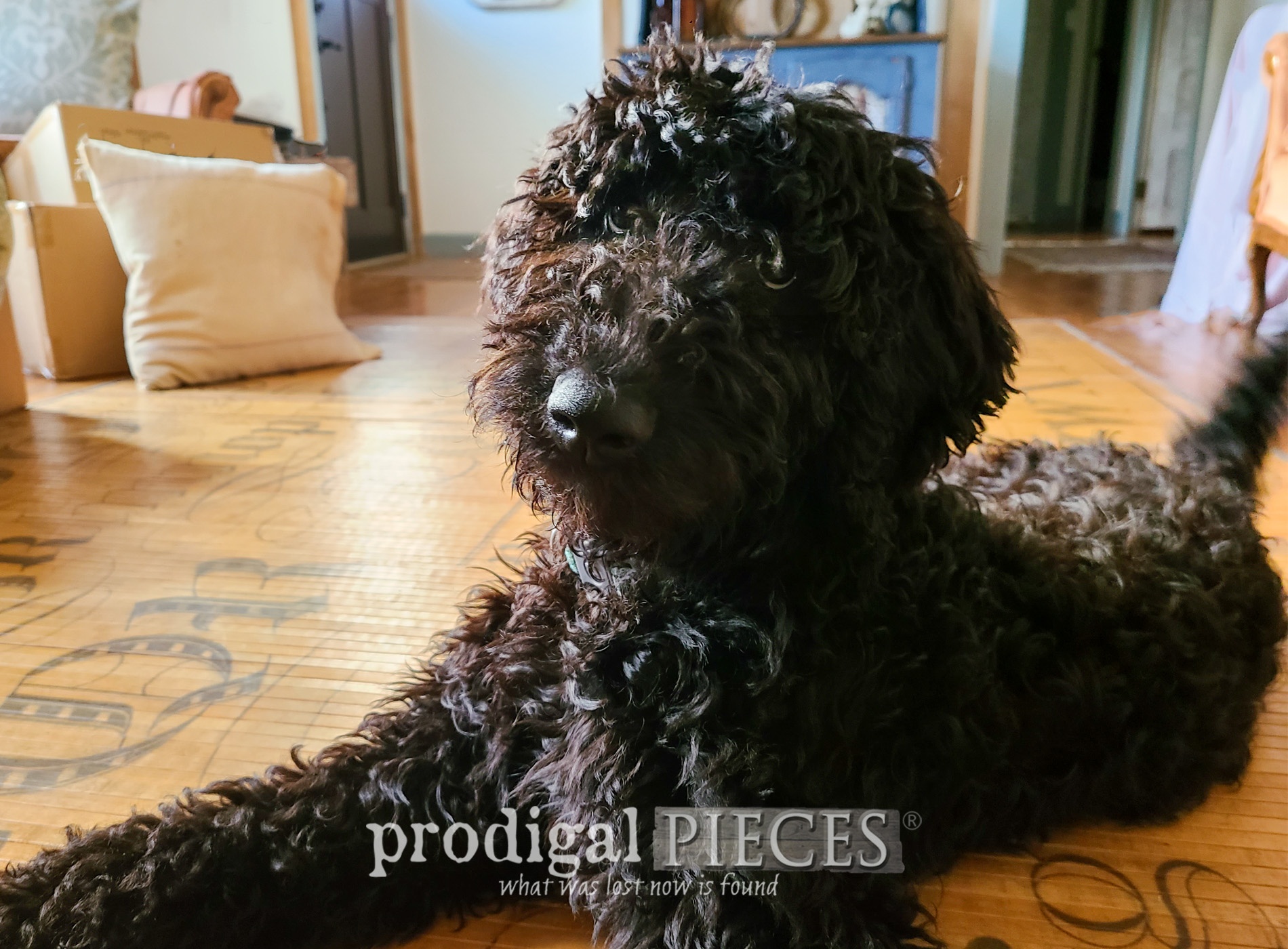 Featured Welcoming a Goldendoodle Puppy into Your Home | 10 Reasons to Never Own a Goldendoodle Puppy (pssttt...they have oodles of love! | Prodigal Pieces | prodigalpieces.com #prodigalpieces #puppy #doodle #goldendoodle #dogs