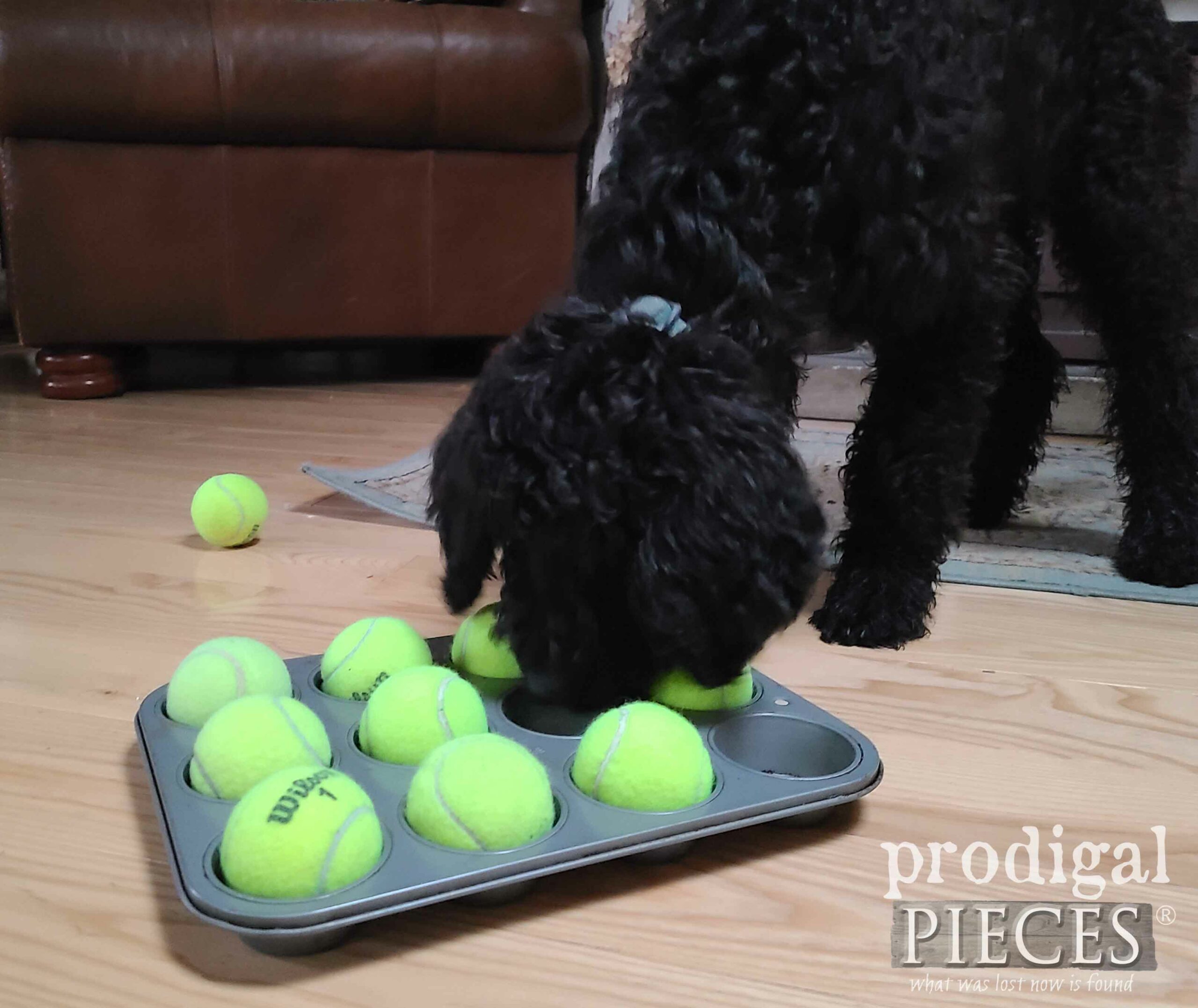 Goldendoodle Puppy Finding Treats in DIY Dog Toy | prodigalpieces.com #prodigalpieces #dog #puppy