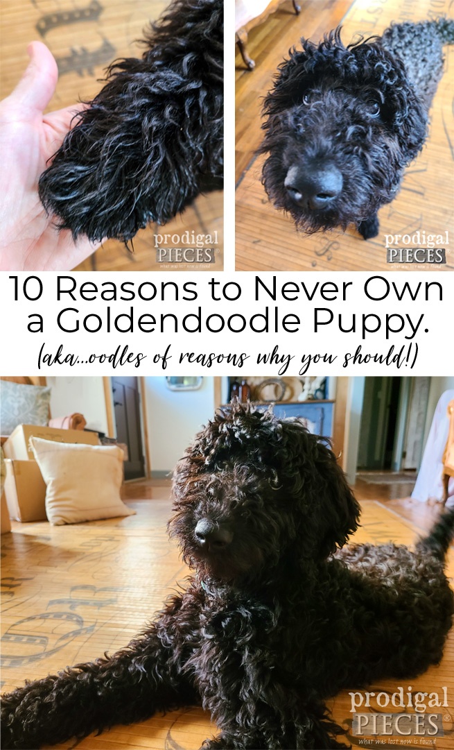 10 Reasons Not to Own a Goldendoodle Puppy (aka. all the reasons why you should!) by Larissa of Prodigal Pieces | prodigalpieces.com #prodigalpieces #goldendoodle #puppy #dog #pets