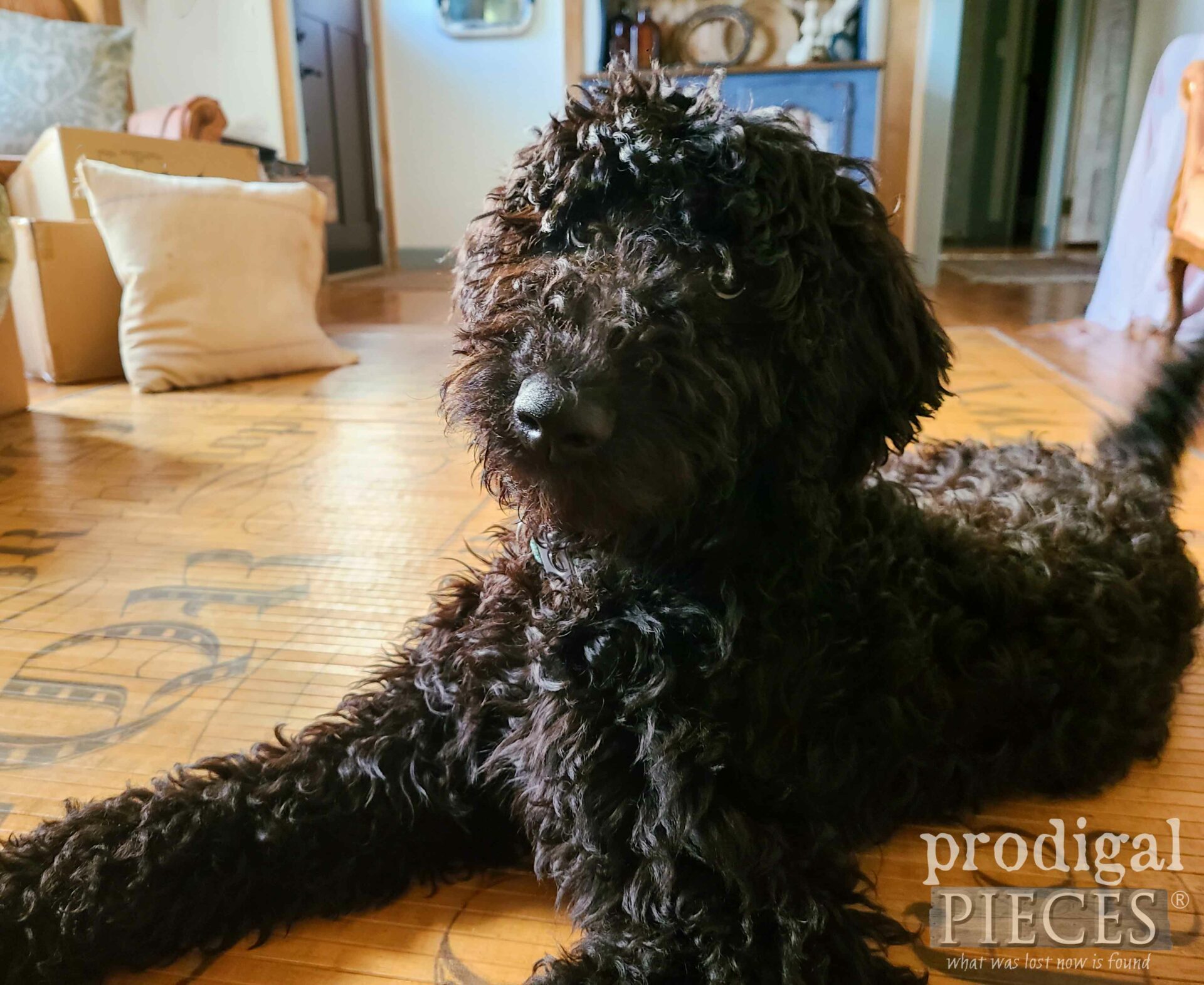 Loula the Goldendoodle Puppy New Family Member of Larissa of Prodigal Pieces | prodigalpieces.com #prodigalpieces #family #dogs #dogsarefamily