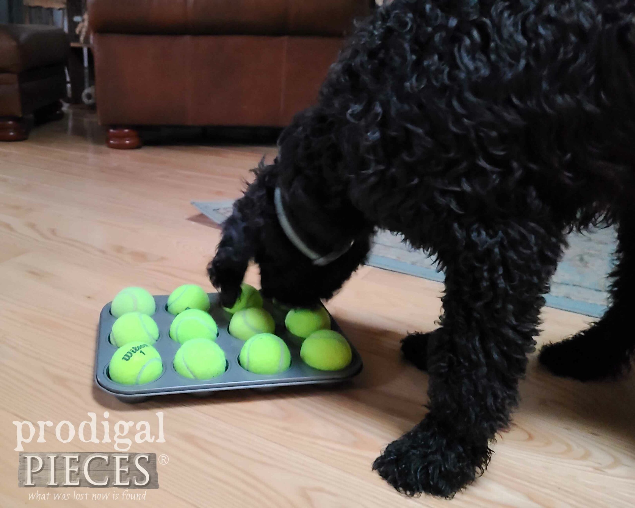 DIY Tennis Balls Treat Pan by Larissa of Prodigal Pieces for Goldendoodle Puppy | prodigalpieces.com #prodigalpieces #diy #dog #doodle