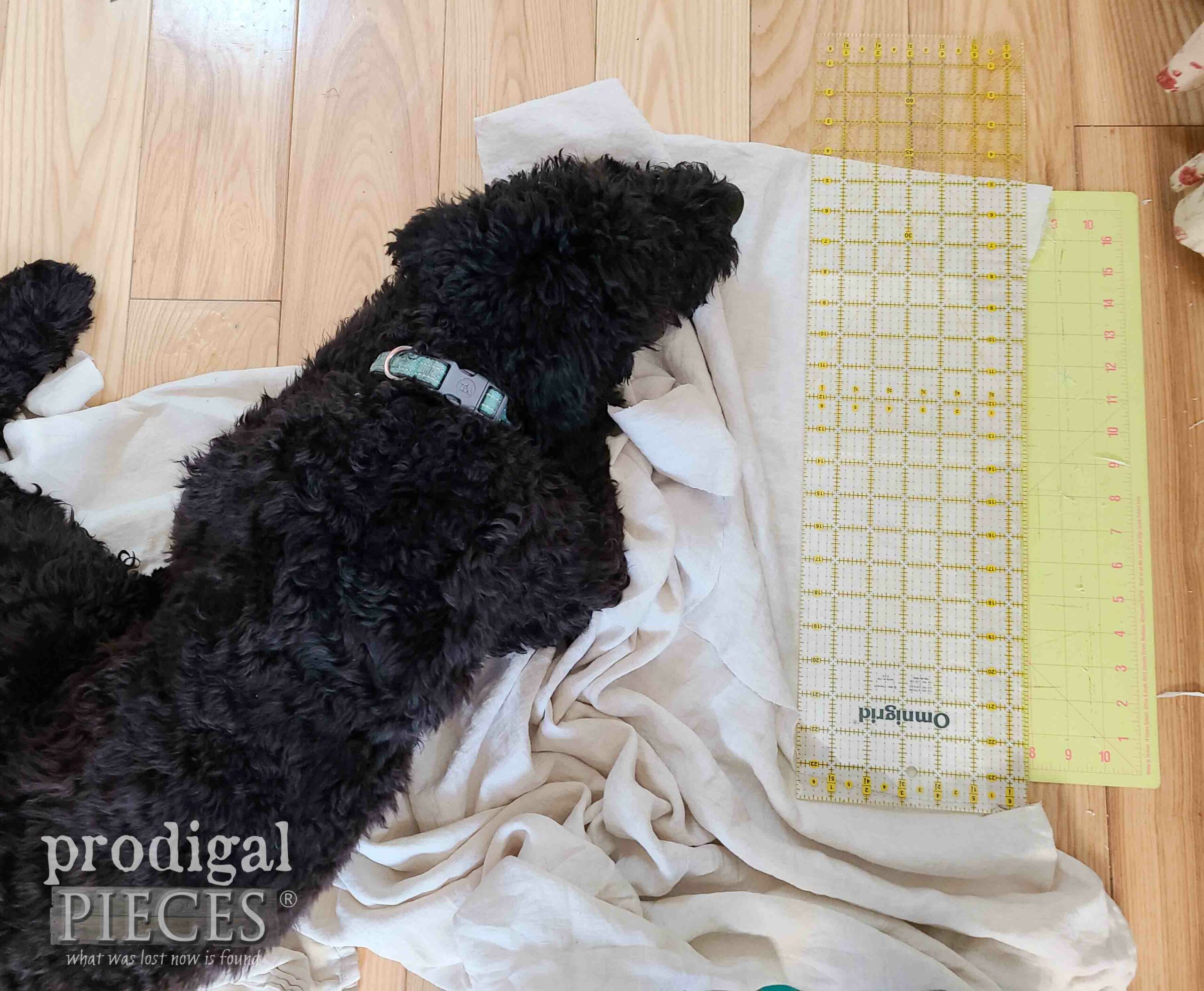 Black Goldendoodle Pup Laying on Refashioned Project | prodigalpieces.com #prodigalpieces
