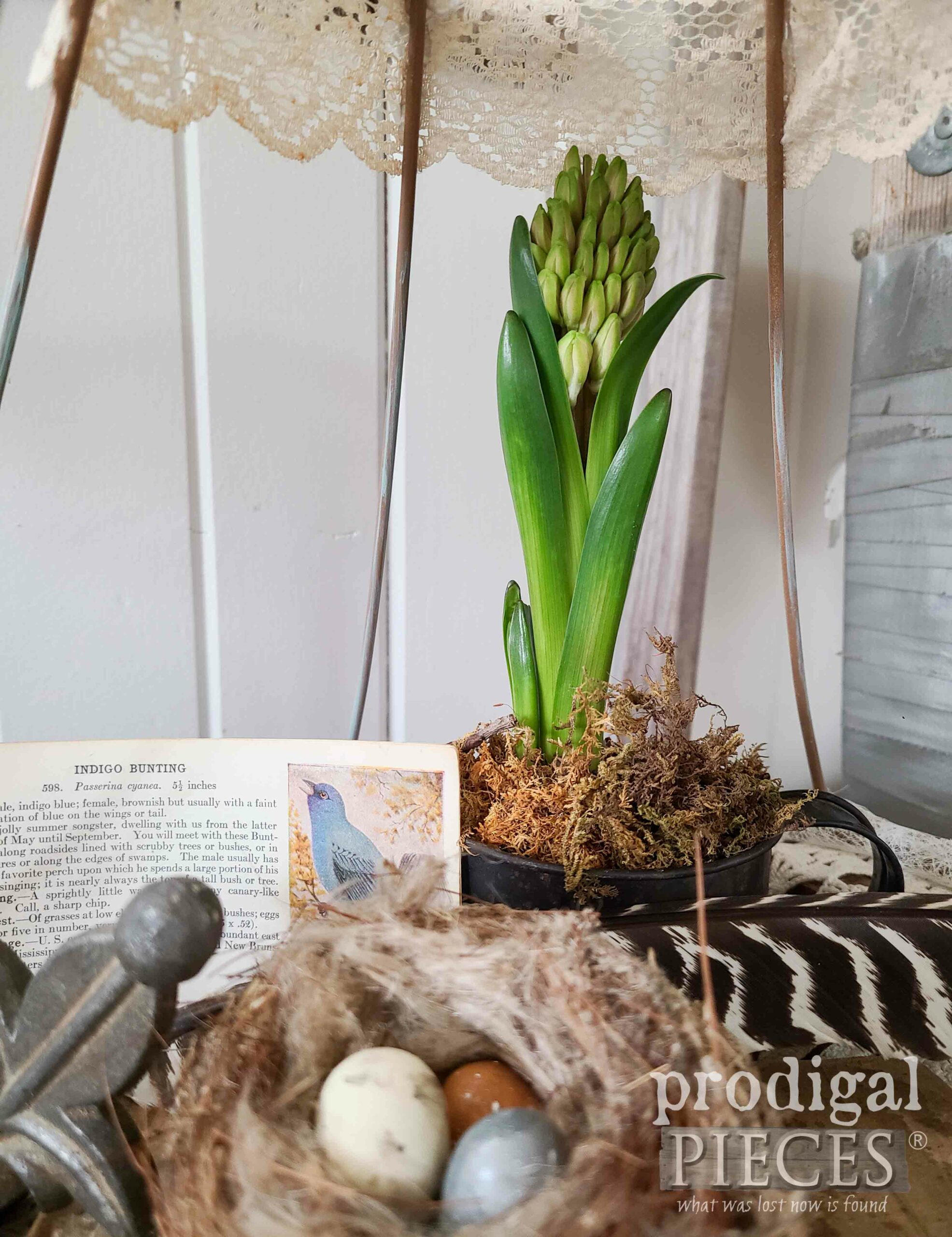 Forced Hyacinth Bulb in Spring Cloche by Larissa of Prodigal Pieces | prodigalpieces.com #prodigalpieces #spring #diy #farmhouse