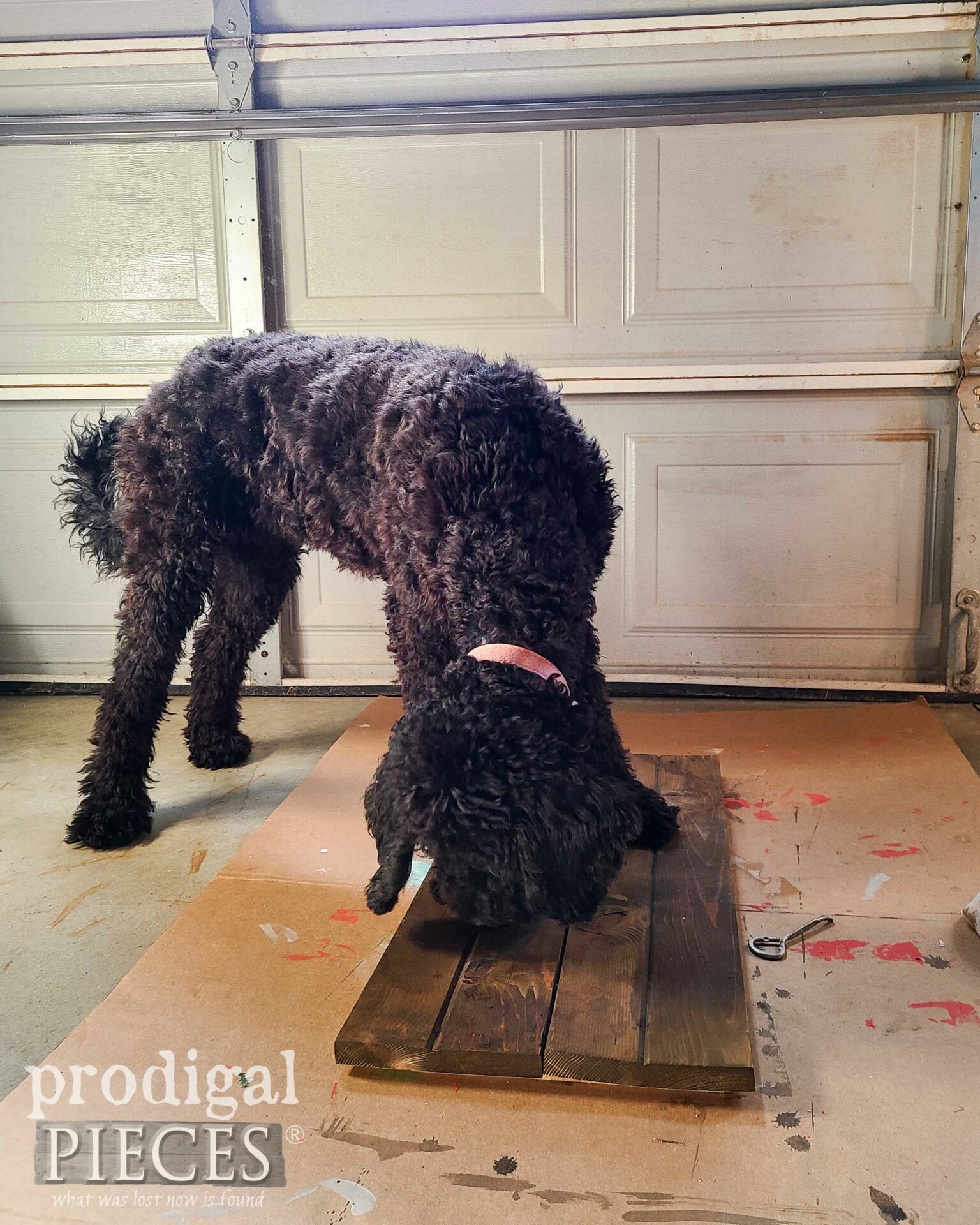 Black Goldendoodle Puppy Checking Reclaimed Wood Pocket Finish | prodigalpieces.com #prodigalpieces