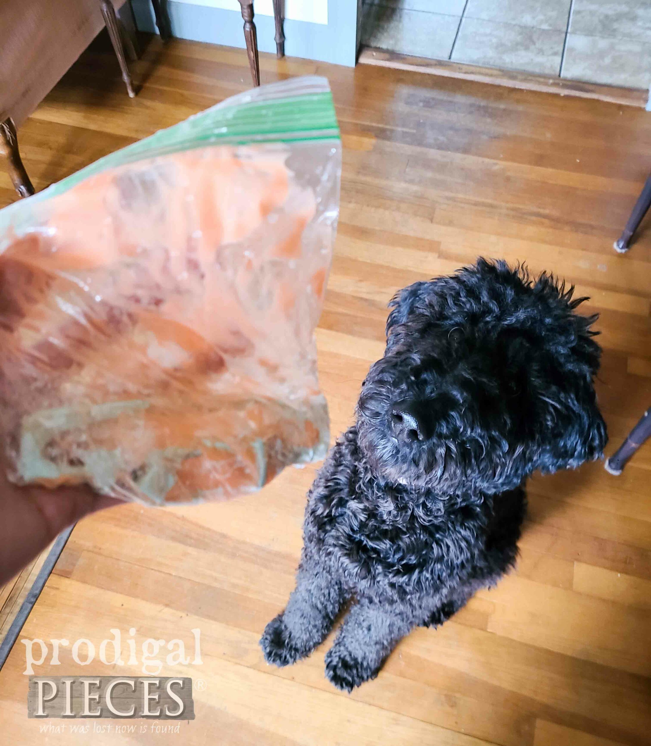 Loula the Goldendoodle Puppy Sees "Snack" | prodigalpieces.com #prodigalpieces